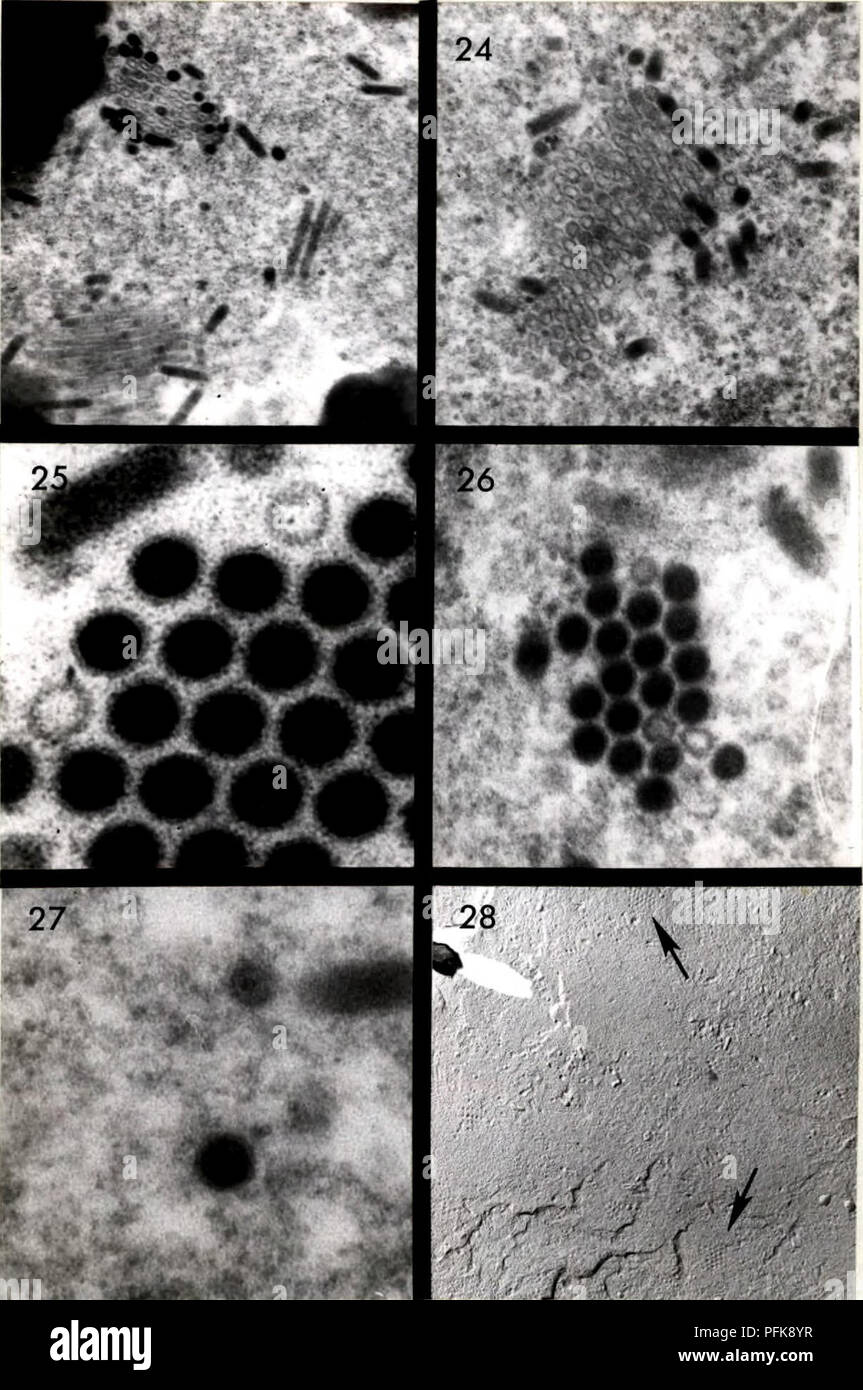 Nuclear Insect This study examines the effects of a nuclear polyhedrosis virus on ...