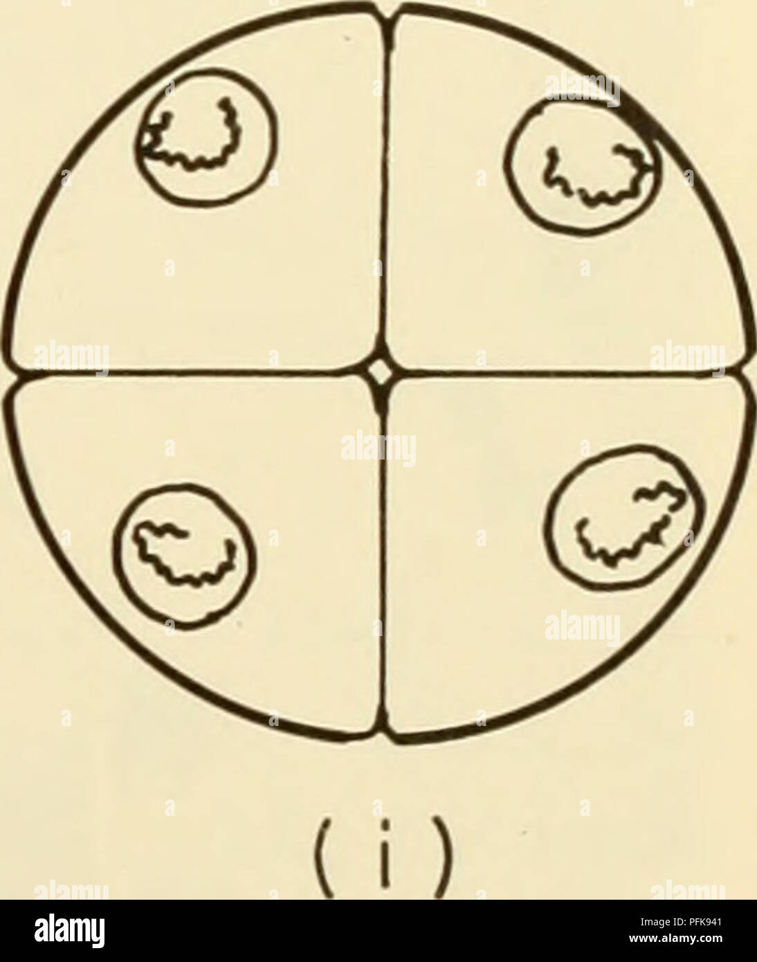 Cytology Cytology Q Figure 5 6 Diagrammatic Representation Of The Stages Of Meiosis A To D Prophase Of First Division A Leptotene B Zygotene C Pachytene D Diakinesis E First Metaphase F