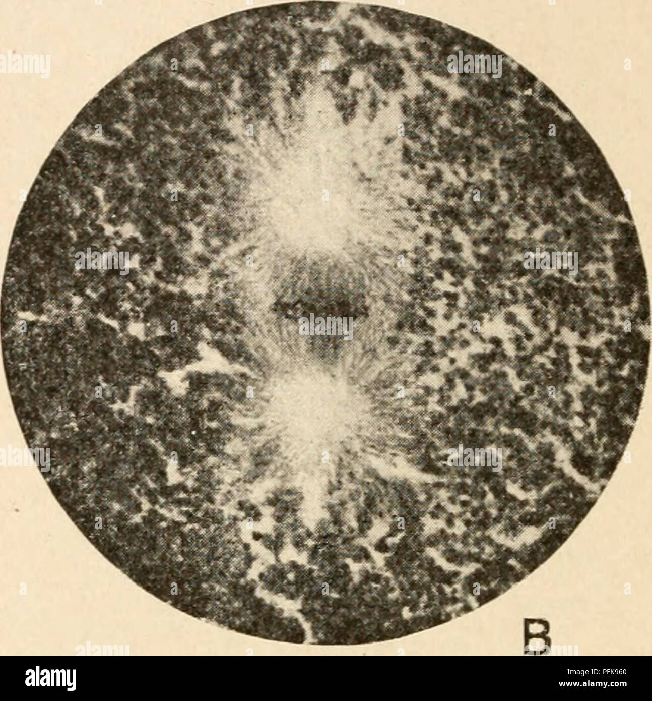 This work focuses on cytology, particularly the structure and function ...