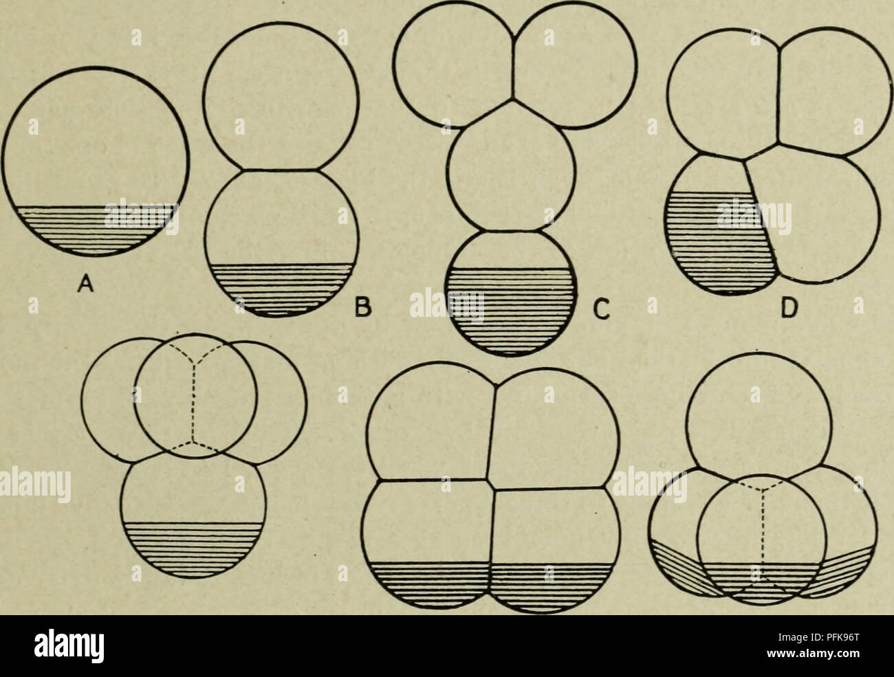 This work focuses on cytological studies related to the metazoan nucleus, particularly how chromosomes behave during egg cell division and early development. It explains processes such as chromosome diminution and mitotic behavior in metazoan species. Stock Photo