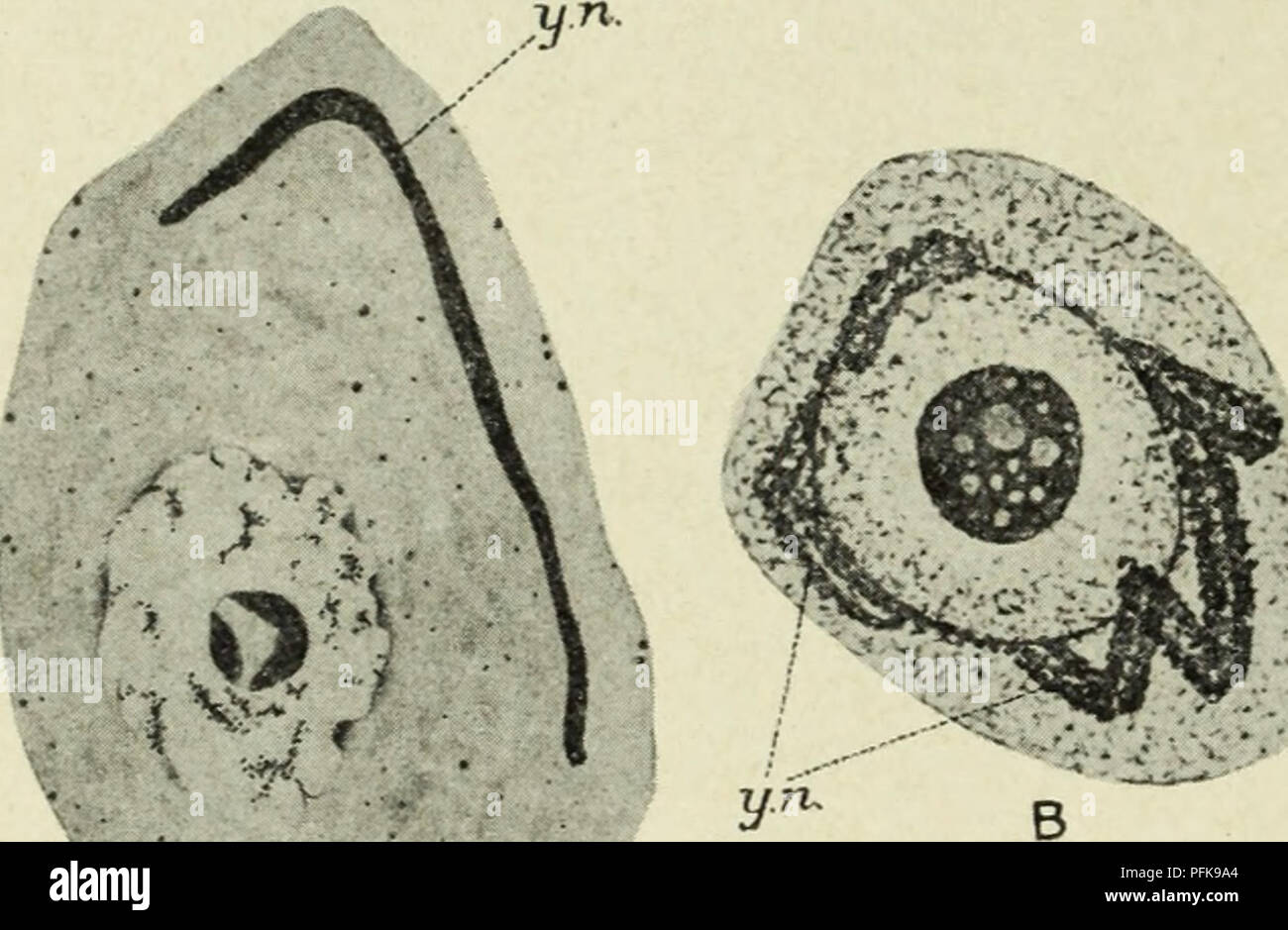 Don T Ignore This The Dangers Of Cellular Metabolic Waste - lhha2k4