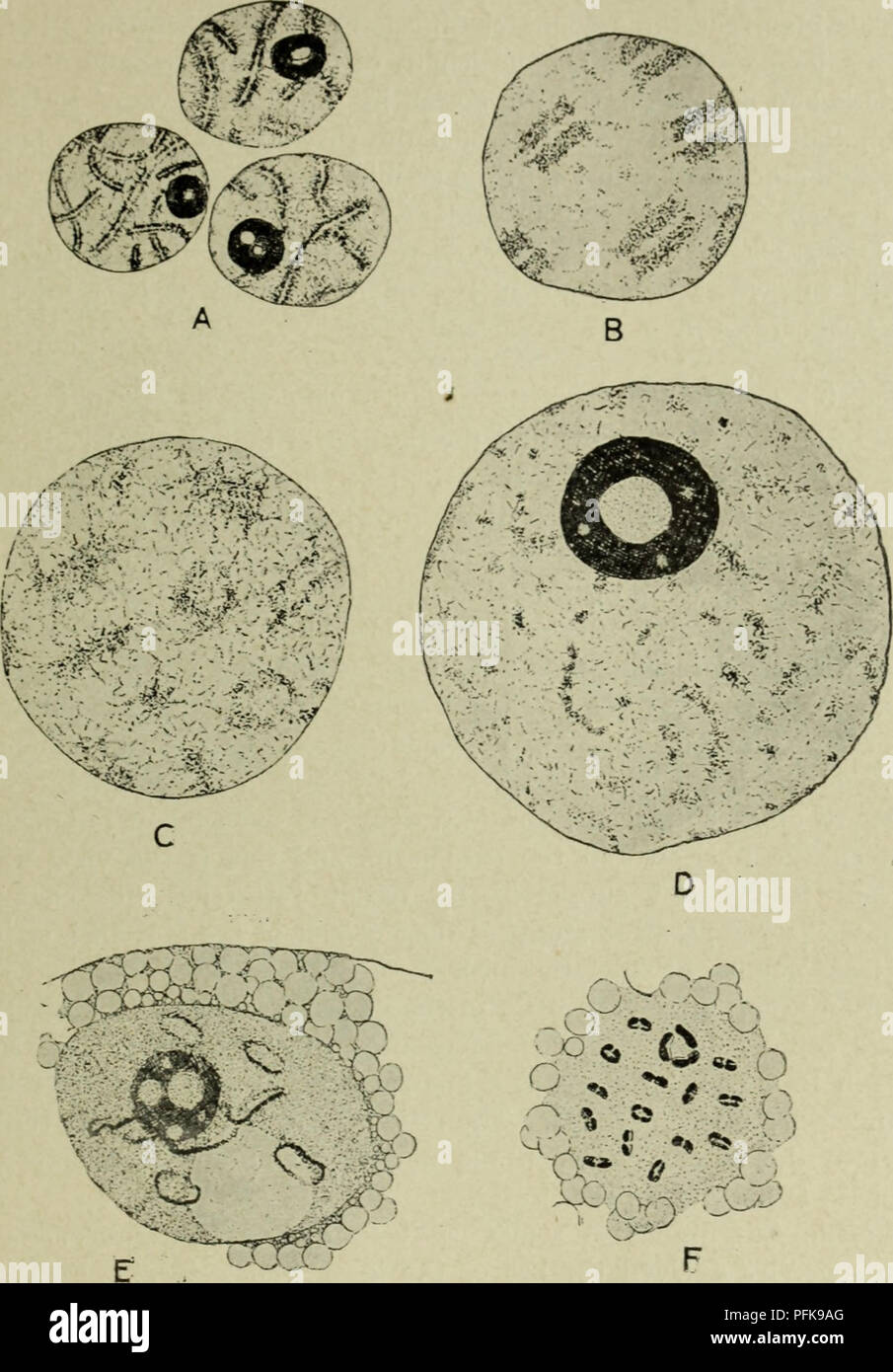 . Cytology, with special reference to the metazoan nucleus. Cells. ii MEIOSIS IN THE FEMALE 6l germinal vesicles with diffuse chromosomes are to be found, and it is evident that the bivalents resulting from syndesis condense continuously. Fig. 25. The chromosomes during the oogenesis of Diaptomus castor from the pachytene stage (A), through the germinal vesicle stage (B-E) to the condensation of the definitive bivalents (F). (Matschek, A.Z., 1910.) into the definitive bivalents of metaphase I. Animals, however, which are carrying egg-sacs contain in their oviducts oocytes with well-developed g Stock Photo