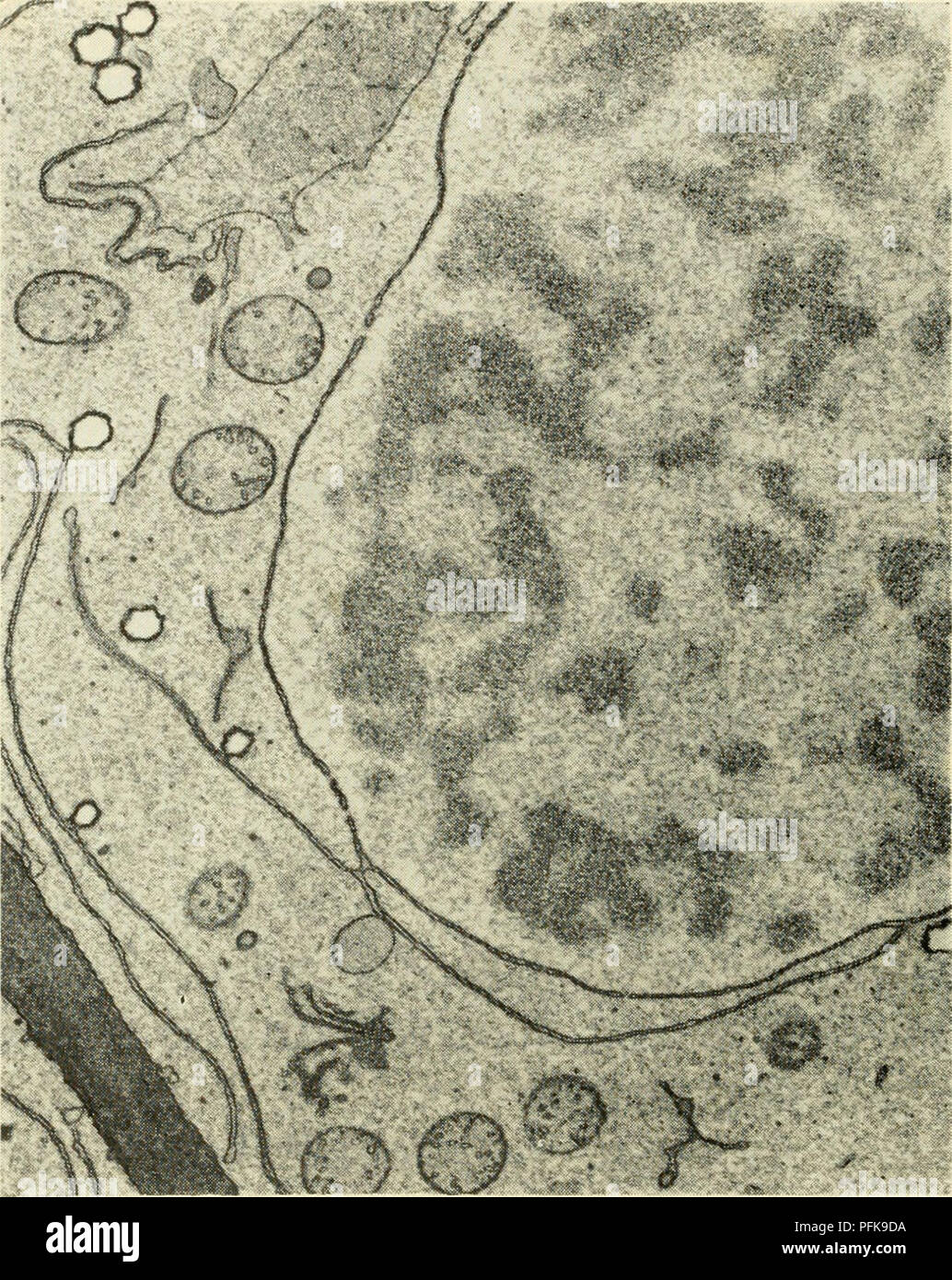 . Cytology. Cytology. various elements of the endoplasmic reticulum have been interpreted as indicating either that the nuclear envelope is a modification of the cyto- plasmic membrane system or that certain membrane components of the. Figure 4-5. Electron Micrograph of Portion of a Meristematic Rootcap Cell of Maize, Showing a Double-layered Nuclear Envelope with Distinct Pores. Note continuity of the outer membrane of the nuclear envelope with double membrane element of the endoplasmic reticulum. Mitochondria, a Golgi apparatus (lower left in figure), and unidentified cytoplasmic inclusions  Stock Photo