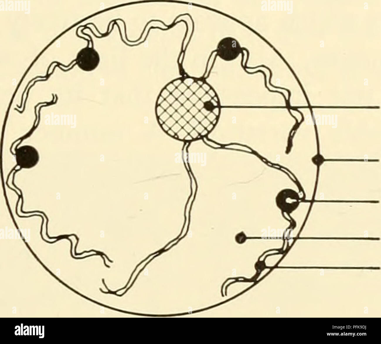 . Cytology. Cytology. Nuclear bou ndory Chromocenter Nucleoplasm Chromosome Figure 4-1. Schematic Representation of the Interphase Nucleus. Note as- sociation of parts of the chromosomes with the nuclear boundary and nucleolus. Nuclear Envelope There is considerable question as to whether or not the nuclear envelope is actually a semipermeable structure. The available evidence relating to its permeable properties does not preclude the passage. Please note that these images are extracted from scanned page images that may have been digitally enhanced for readability - coloration and appearance o Stock Photo