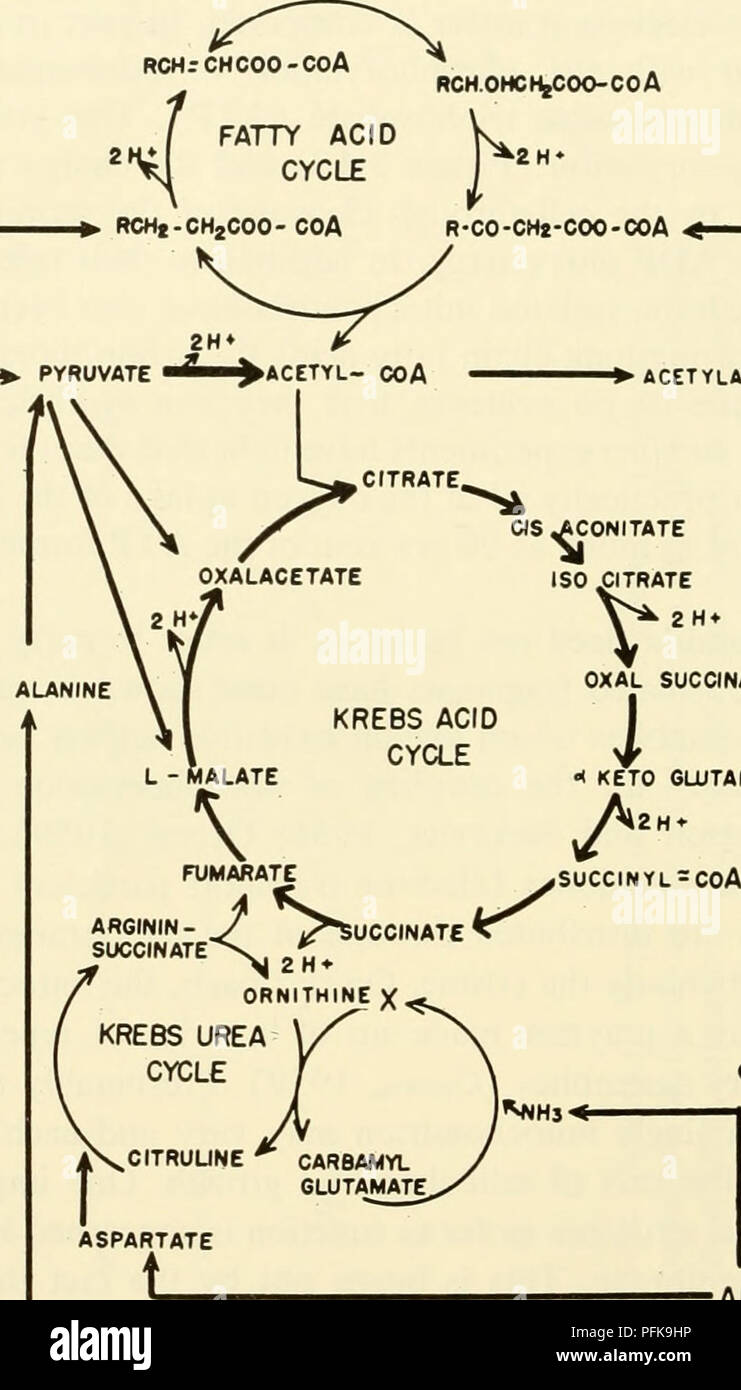 Cytology Cytology Fats Rch 0hc C0o C0a Acetylations Leuqne A Oxal Succinate Lt Lt Keto Glutarate 2h Glutamate Nhs Amino Acids Amino Acids Figure 3 11 Diagram Showing The Interrelationship Of The Pathways For