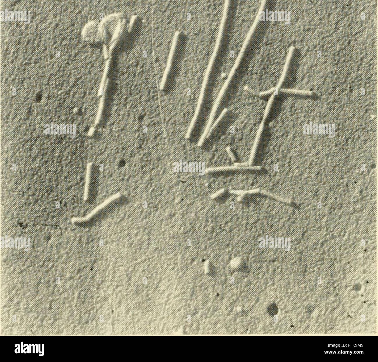 . Cytology. Cytology. details). In some viruses, for example the