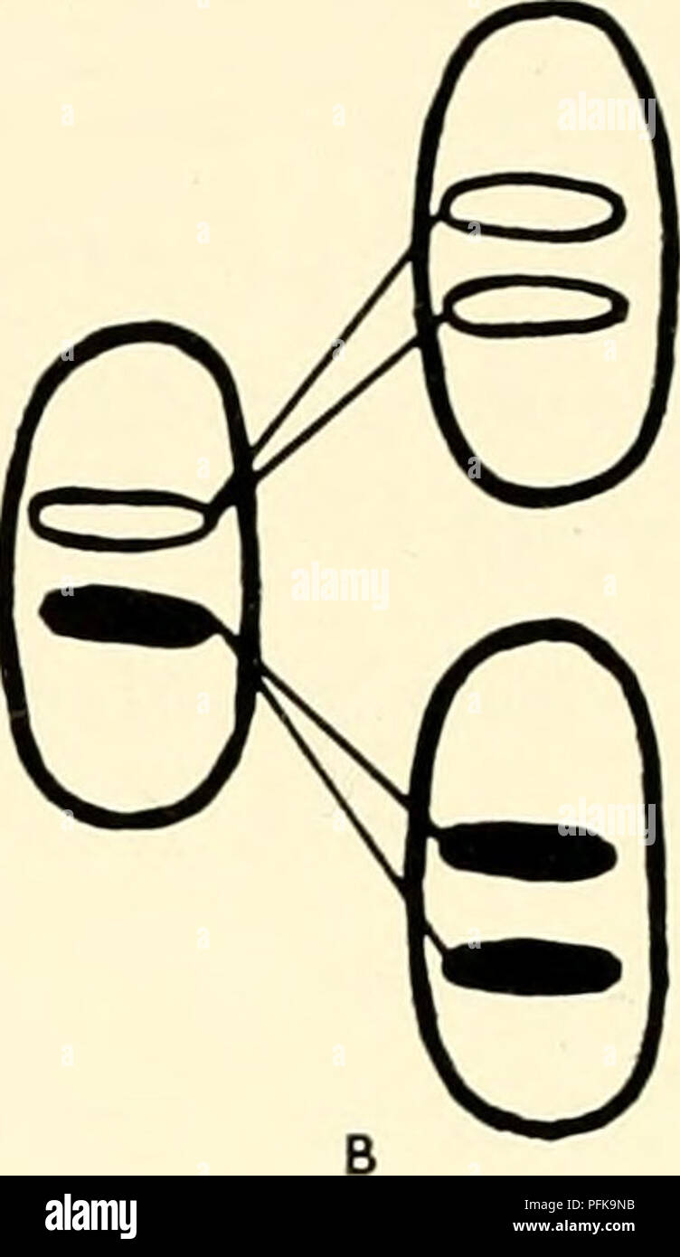 Classification of chromosomes hi-res stock photography and images - Alamy