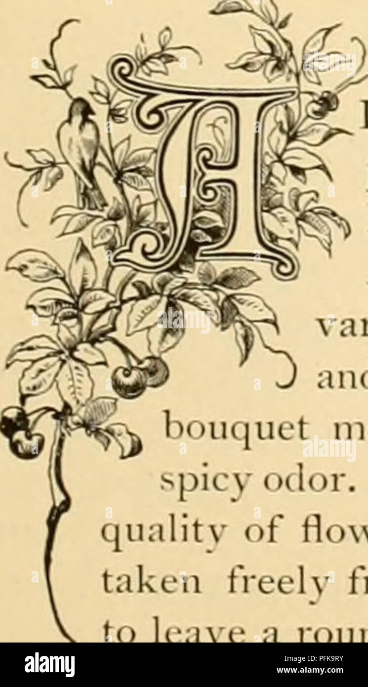 Cyclopedia Of Practical Floriculture Floriculture Flower Language C Jlj Jstj Andscapes Famous For Quot Orgeous Beauty Have Always Abounded In India And Of These There Are But Few In Which The Canna On