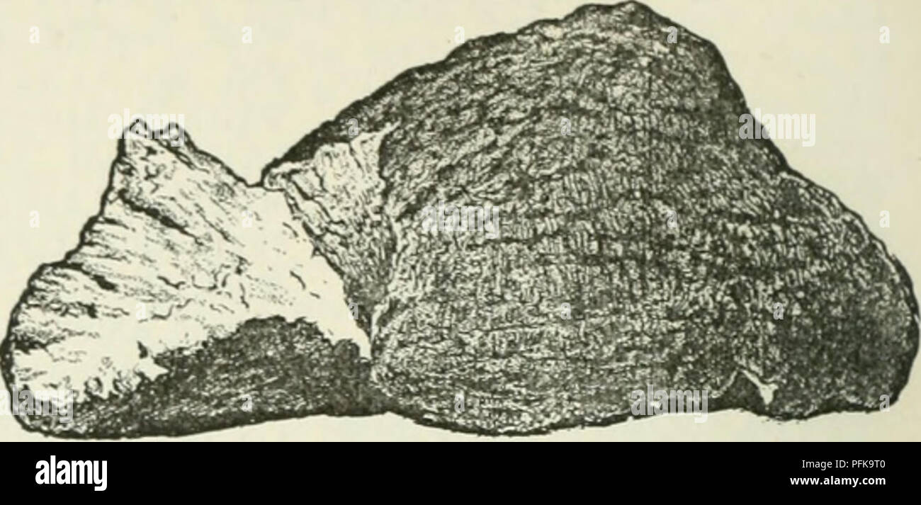 Cyclopedia Of Farm Crops A Popular Survey Of Crops And