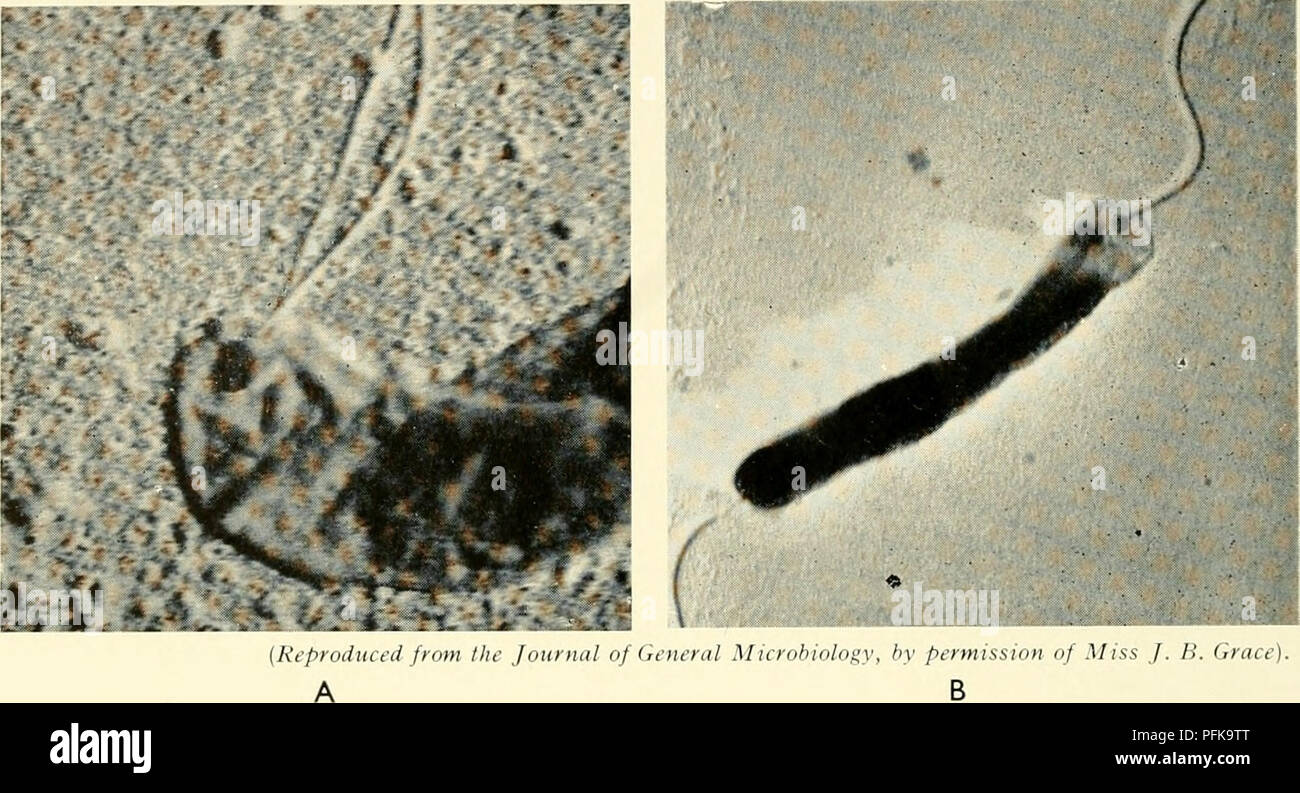 The Cytology And Life History Of Bacteria Bacteria 44 The Cytology And Life History Of Acteri A Of Spirilla Each Of Which Is About Half The Diameter Of A Typical Iinfibrillar Flagellum Arise