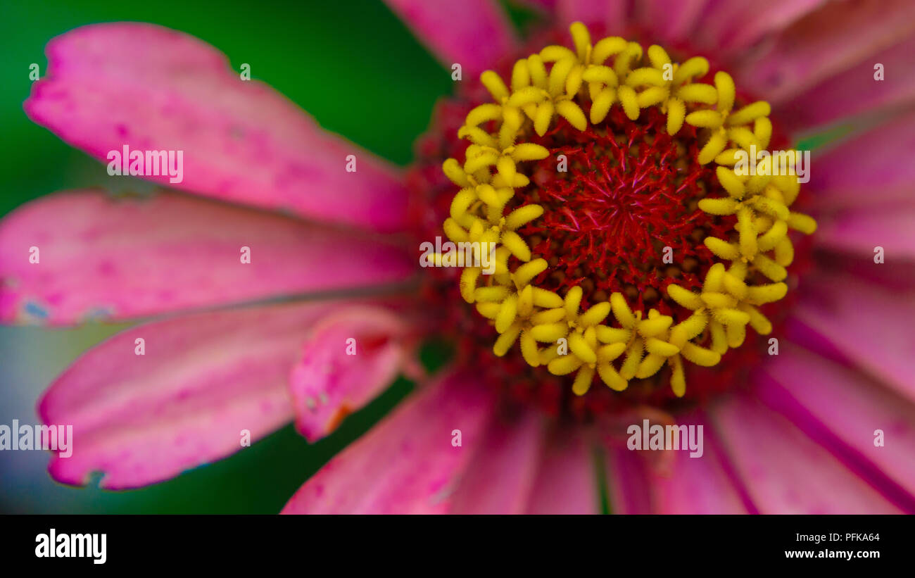 Closeup on red, yellow, and pink flower. Stock Photo