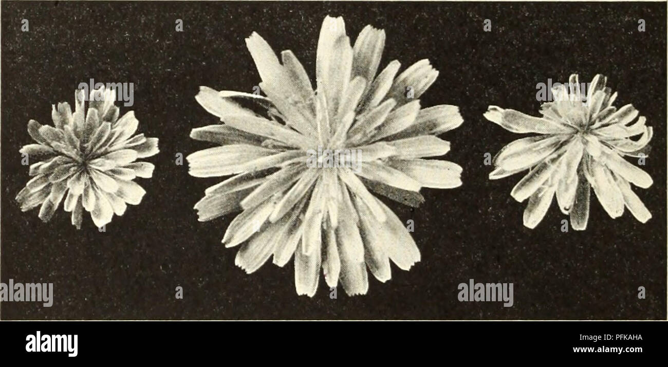 Chromosome classification hi-res stock photography and images - Alamy