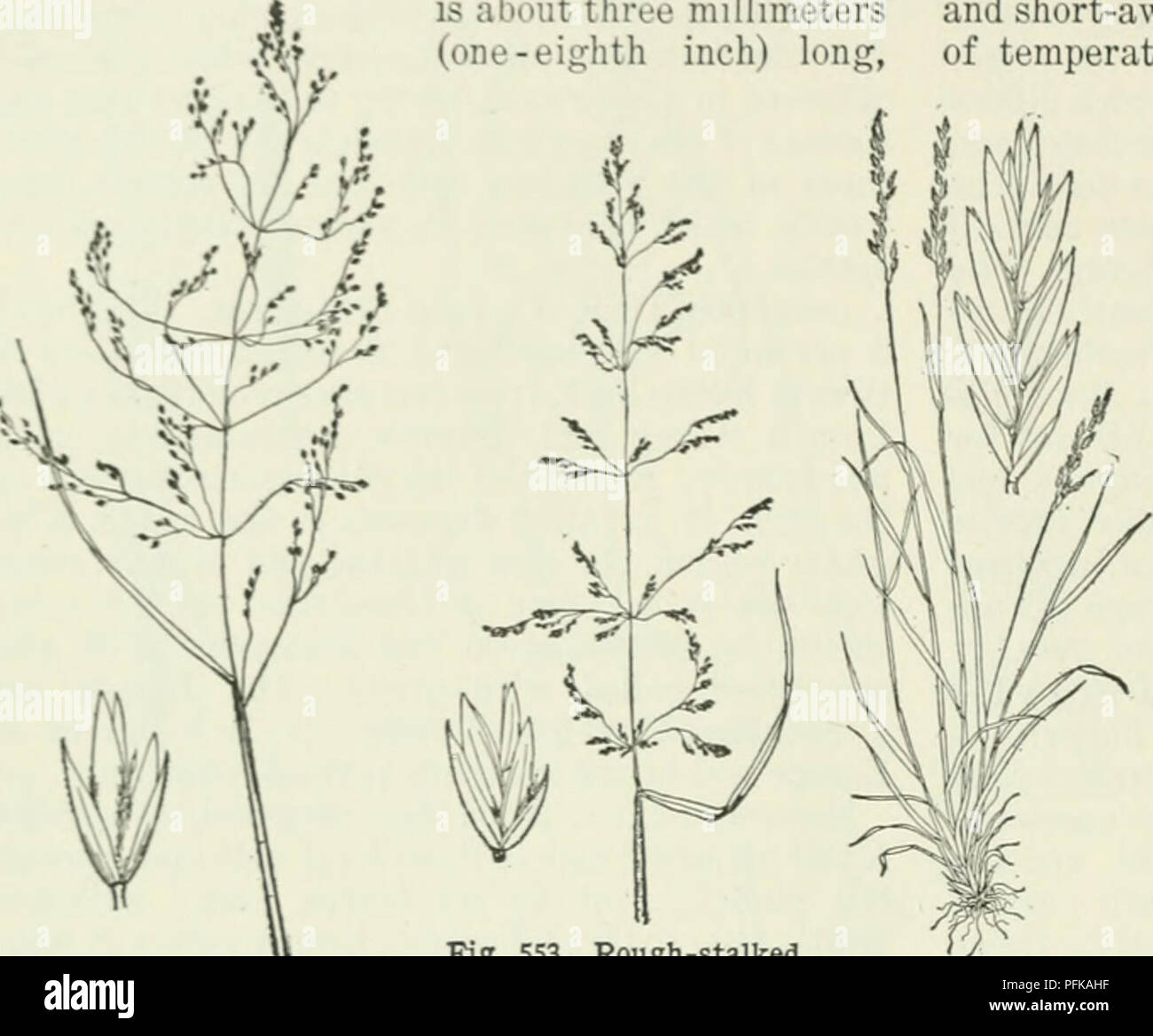 . Cyclopedia of farm crops : a popular survey of crops and crop-making methods in the United States and Canada. Agriculture -- Canada; Agriculture -- United States; Farm produce -- Canada; Farm produce -- United States. 374 GRASSES GRASSES tnflora, Gelib. (P. serotina, Ehrh.). Fowl Meadow- grass. (Fig. 5r»2.) This grass closely resembles P. ncmoralis. It usually grows taller and has a larger panicle. Frobably the best character to distinguish between the two is the ligule, which in triflora is about three millimeters (one-eighth inch) long,. Fig. 552. Fowl meadow-grass (Pnn triflora) and enlar Stock Photo