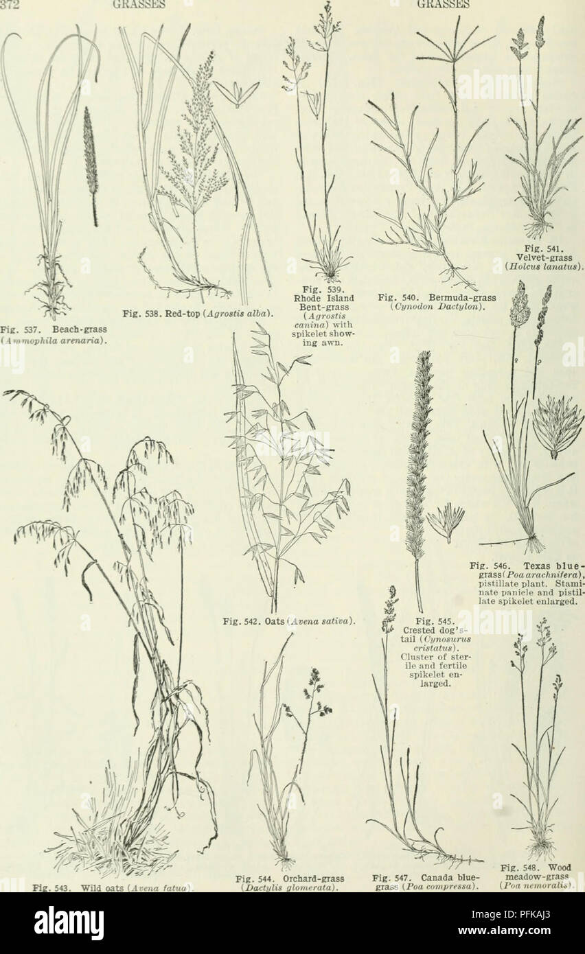 . Cyclopedia of farm crops : a popular survey of crops and crop-making methods in the United States and Canada. Agriculture -- Canada; Agriculture -- United States; Farm produce -- Canada; Farm produce -- United States. GRASSES GRASSES. Fie. 543. Wild oats (Avena fatua) Fig. 548. Wood Fig. 547. Canada blue- meadow-grass grass (Poa compressa). {I'oa neinuralis).. Please note that these images are extracted from scanned page images that may have been digitally enhanced for readability - coloration and appearance of these illustrations may not perfectly resemble the original work.. Bailey, L. H.  Stock Photo