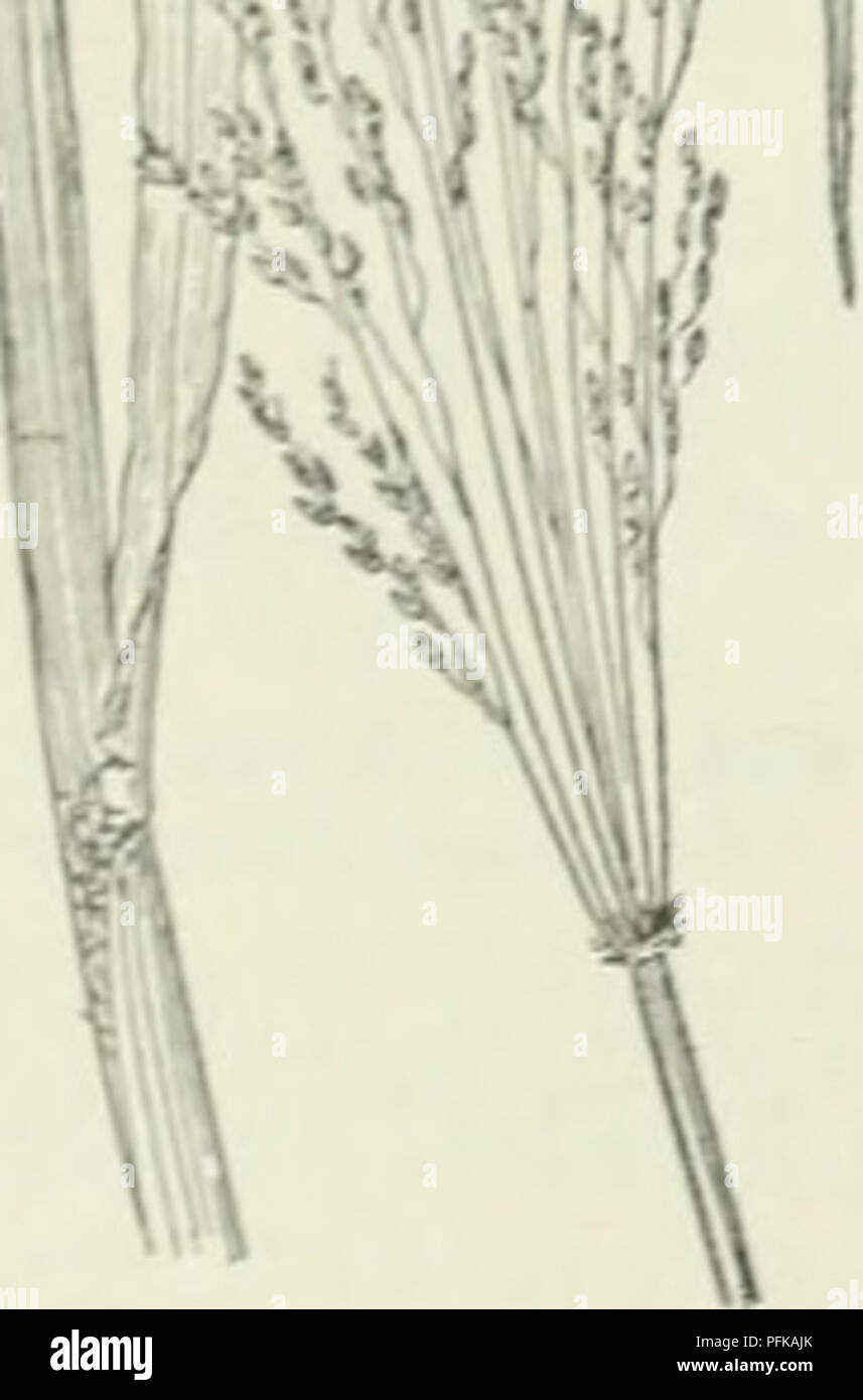 . Cyclopedia of farm crops : a popular survey of crops and crop-making methods in the United States and Canada. Agriculture -- Canada; Agriculture -- United States; Farm produce -- Canada; Farm produce -- United States. with spikelets similar in structure to those of Panicum but arranged in one-sided, more or less digitate spikes. Considered by many as a section 01)igitaria) of Panicum. sanguinali.% Dulac. Crab-grass. (Fig. 520.) A well-known annual weed common in cultivated soil, especially in the South. A native of the Old World. The stems reach a height of three feet and are branching. They Stock Photo