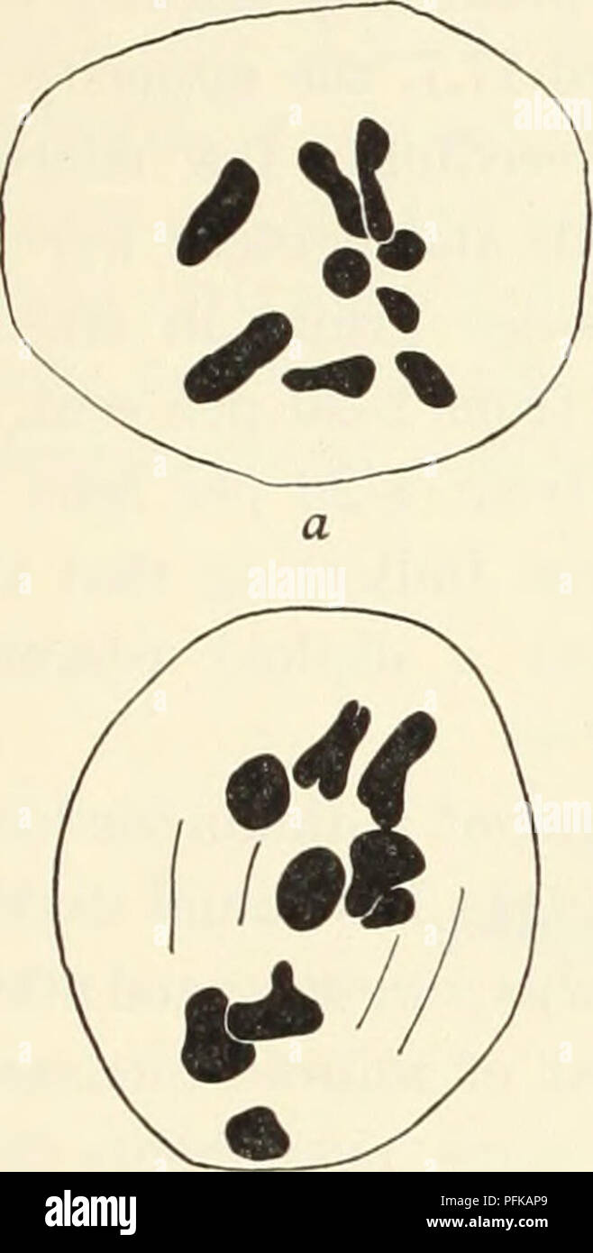 . Cytological studies of five interspecific hybrids of Crepis leontodontoides. Karyokinesis; Crepis. 1930] Avery: Hybrids of Crepis leontodontoides 145 lite on a long thread, and is thus easily identified. The D-chroinosome of leontodontoides loses its satellite, as in the hybrid with tectorum. The c-chromosonie of parviflora is so similar to the B-chromosome of leontodontoides in morphology that distinction between the two is not usually possible (fig. 6).. Please note that these images are extracted from scanned page images that may have been digitally enhanced for readability - coloration a Stock Photo