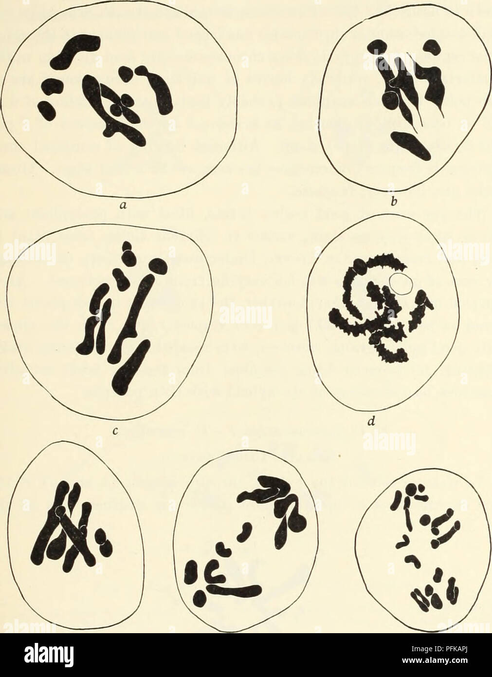 . Cytological studies of five interspecific hybrids of Crepis leontodontoides. Karyokinesis; Crepis. 1930] Avery: Hybrids of Crep.is leontodontoides 143. * f g Fig. 5. Meiosis in F1 C. leontodontoides-tectorum. a, I-M, with two bivalents and five univalents; o, I-M, with three bivalents, and three univalents; c, I—M, with one bivalent, one loose pair, and five univalents; d, early diakinesis and e, I-M, with four bivalents and one univalent chromosome; /, and g, late I-A.. Please note that these images are extracted from scanned page images that may have been digitally enhanced for readability Stock Photo