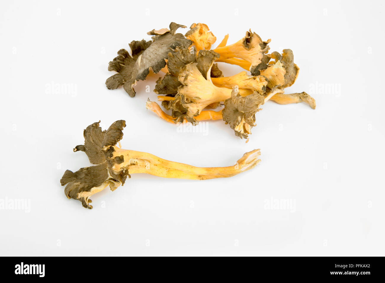 Cantharellus tubaeformis (Funnel chanterelles), edible fungus Stock