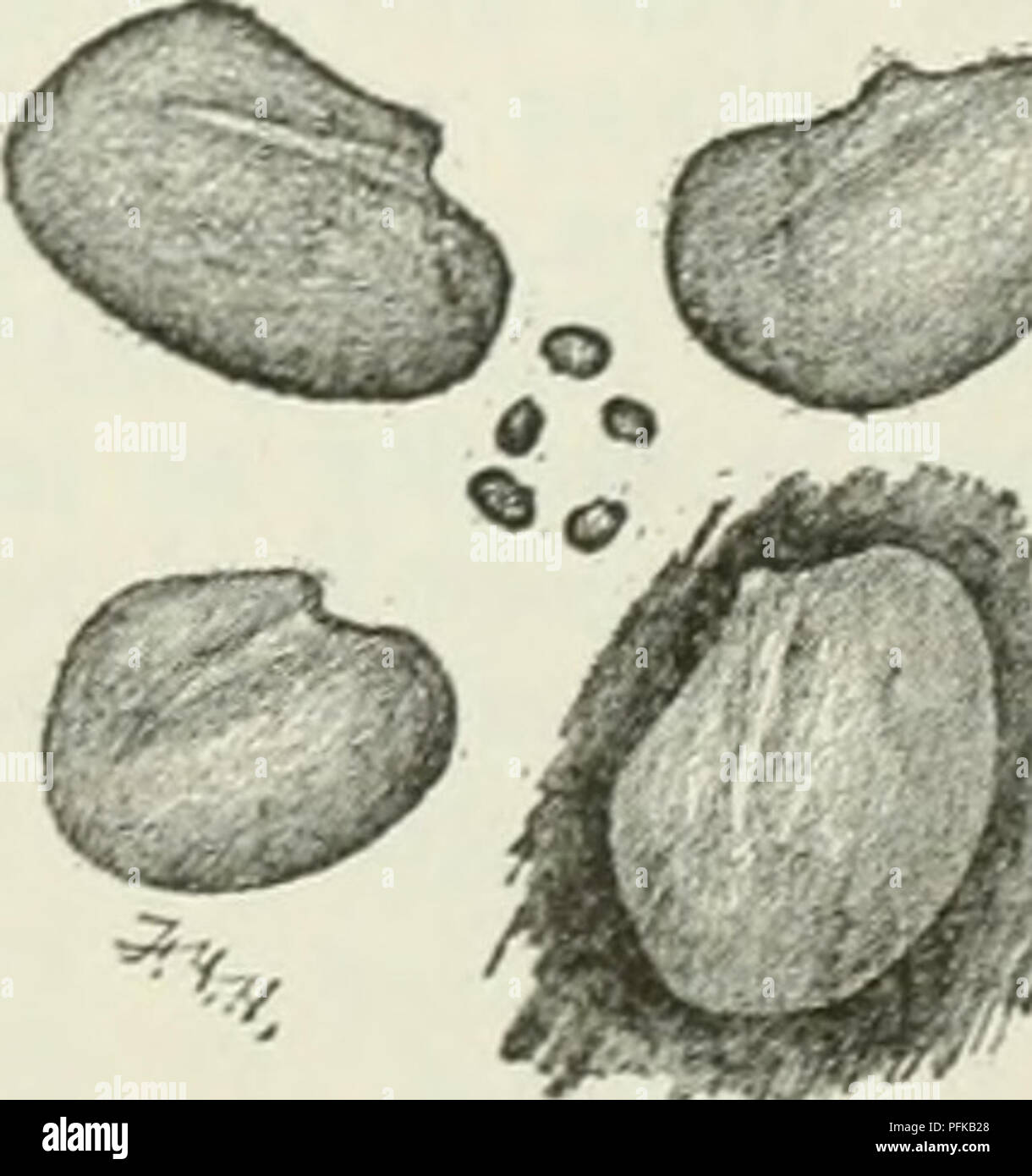 Luser Seed The image depicts Alsike clover, a plant species commonly used in ...