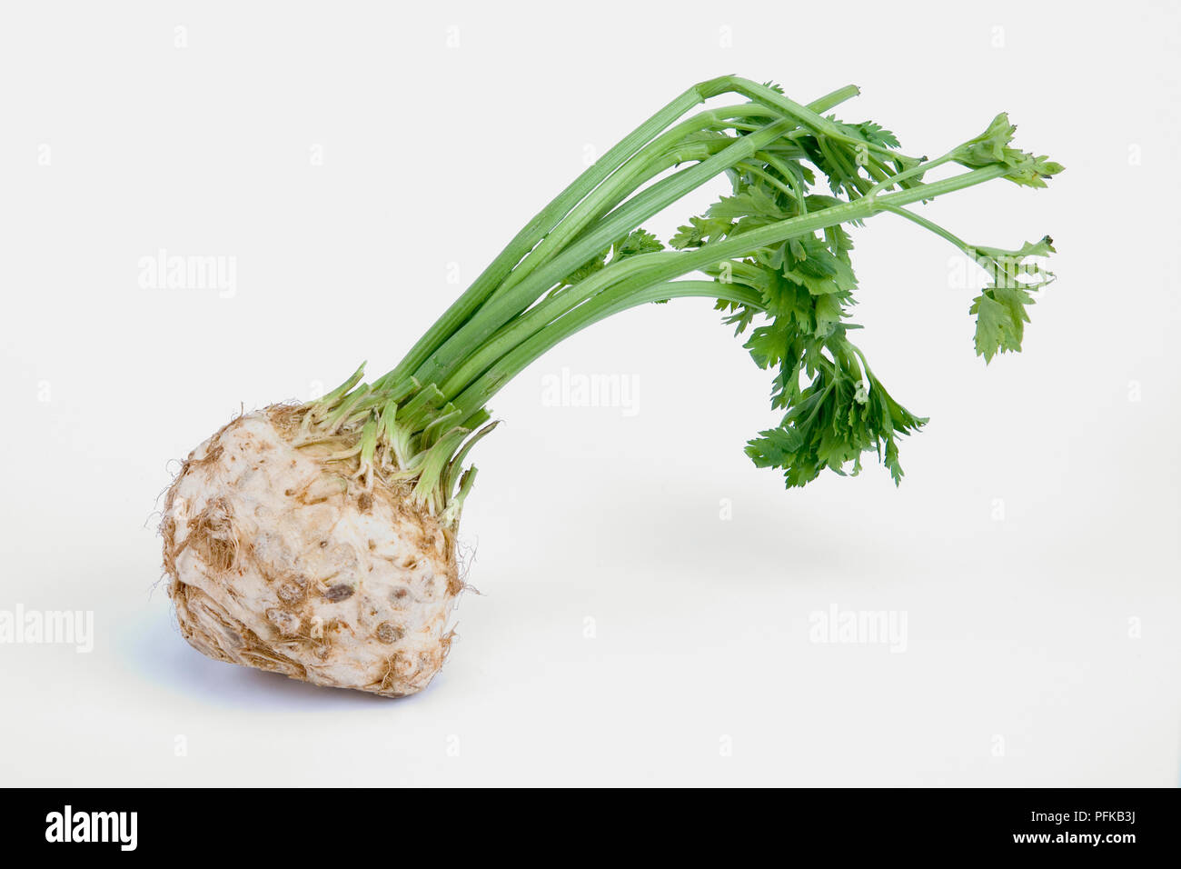 Celeriac with leafy stems attached Stock Photo