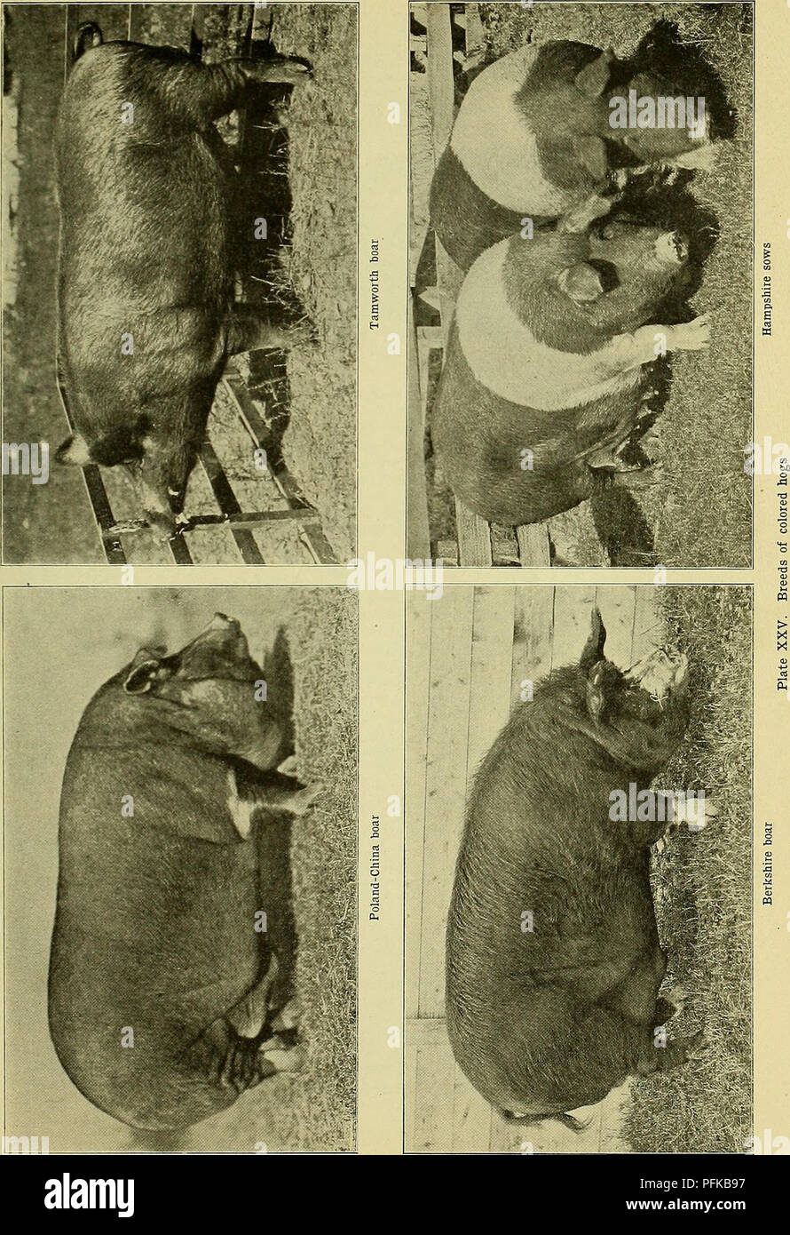 . Cyclopedia of farm animals. Domestic animals; Animal products. . Please note that these images are extracted from scanned page images that may have been digitally enhanced for readability - coloration and appearance of these illustrations may not perfectly resemble the original work.. Bailey, L. H. (Liberty Hyde), 1858-1954, ed. New York, Macmillan Stock Photo