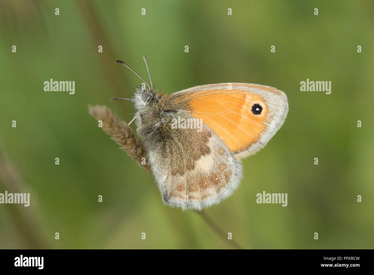 Small heath butterfly (Coenonympha pamphilus) resting on grass stem, UK Stock Photo