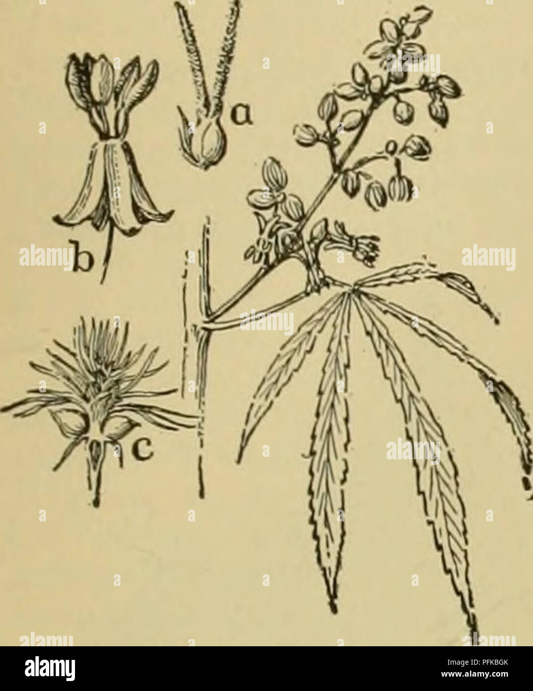 . Cyclopedia of farm crops. Farm produce; Agriculture. HEMP HEMP 377 American Grasses : Vol. I, Grasses of the Southwest, 1891; Vol. II, Grasses of the Pacific Slope, 1893, Division of Botany, Bulletin Nos. 12 and 13. HEMP. Cannabis saliva, Linn. Urticacece. Figs. 566-571. [See also Fiber plants.] By J. N. Harper. An annual dioecious plant, reaching a height of ten feet and more, grown for its long bast fiber, and for its seeds. Staminate flowers drooping in axil- lary panicles, hav- ing five sepals and five stamens; pistillate flowers in short spikes, with one sepal folding about the ovary. L Stock Photo
