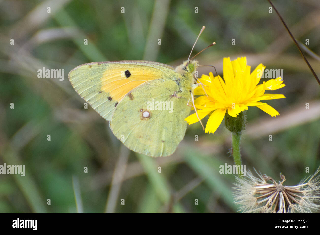 Clouded yellow butterfly (Colias croceus) nectaring on yellow hawkbit wildflower in Hampshire, UK Stock Photo