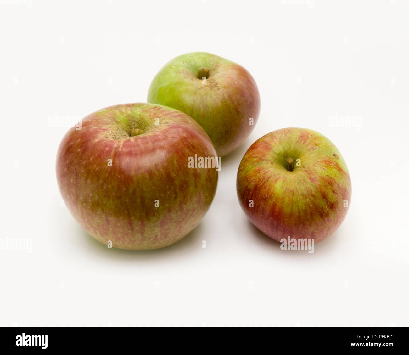 Apples 'Howgate Wonder', three cooking apples, grown in Great Britain, close-up Stock Photo