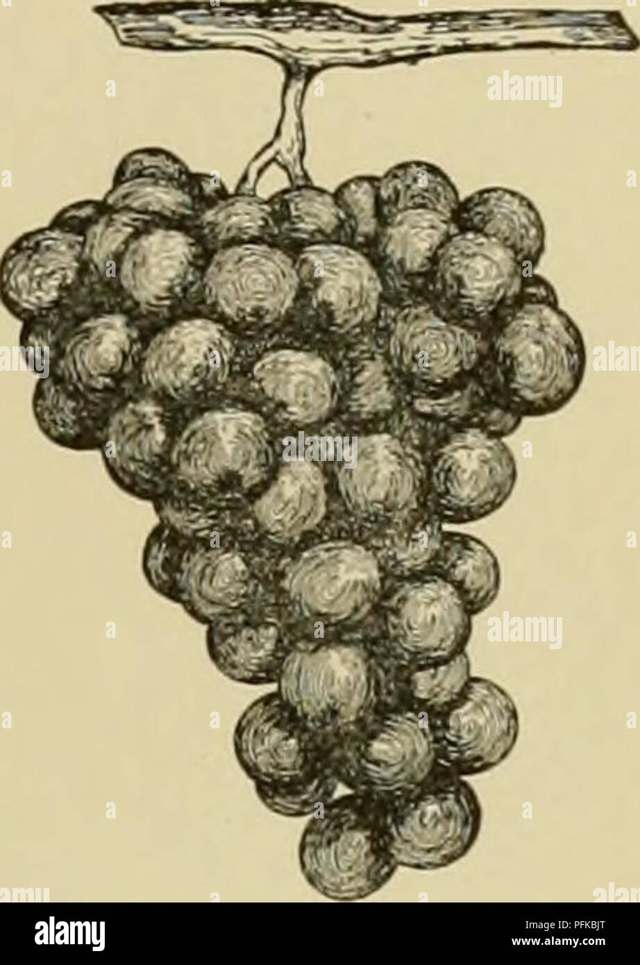 . Cyclopedia of hardy fruits. Fruit; Fruit-culture. COLERAIN COTTAGE ...