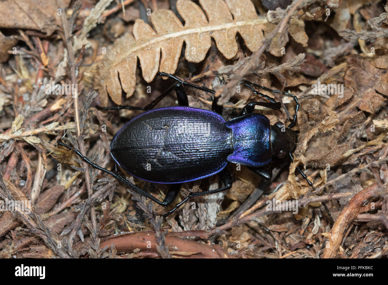Violet ground beetle (Carabus violaceus) Stock Photo