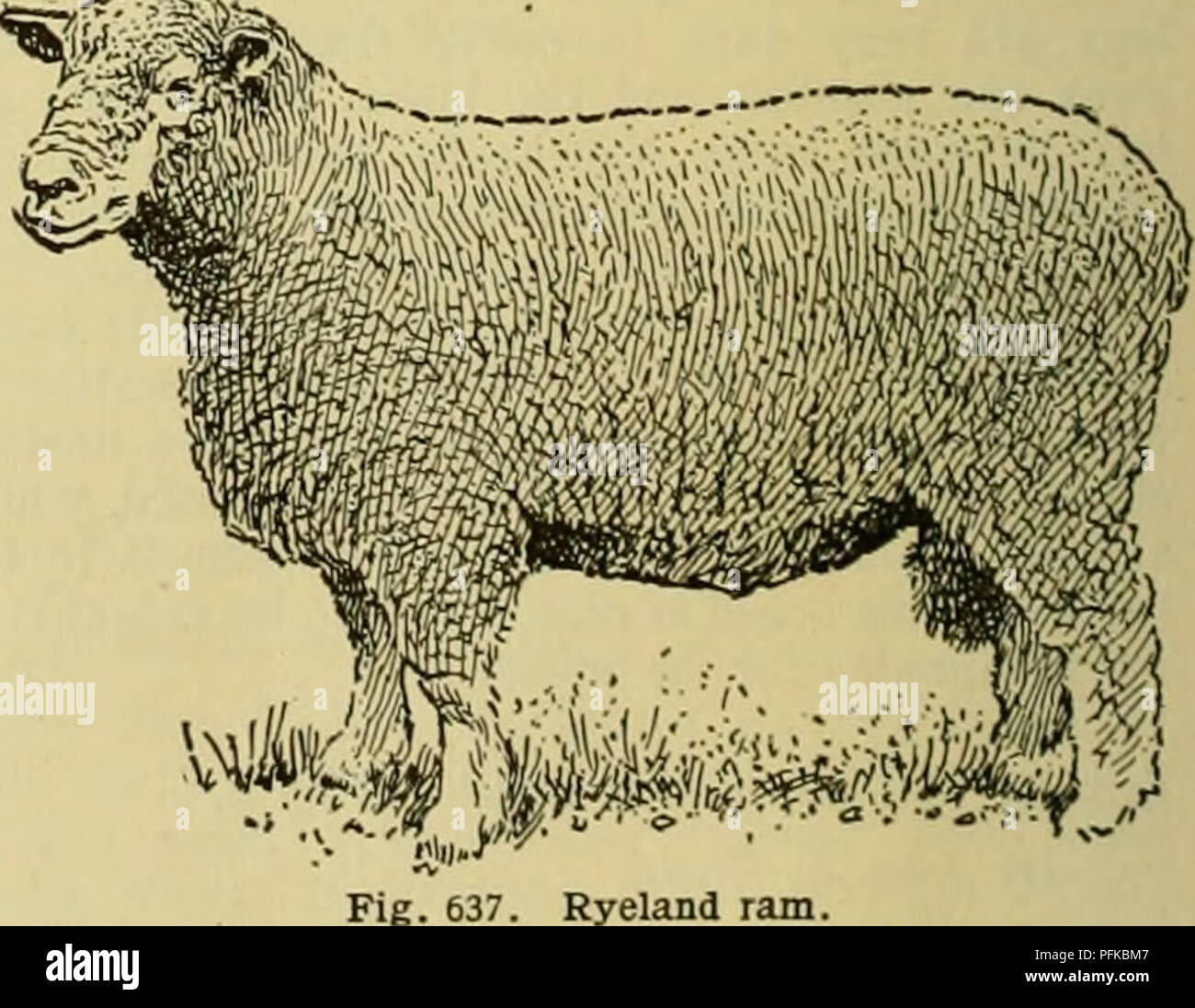 Cyclopedia of farm animals. Domestic animals; Animal products. m* Fig. 636. Herdwick ram. These sheep are credited with living to a very old age, Macdonald stating that the ewes will breed Cyclopedia of farm animals. Domestic animals; Animal products. m* Fig. 636. Herdwick ram. These sheep are credited with living to a very old age, Macdonald stating that the ewes will breed