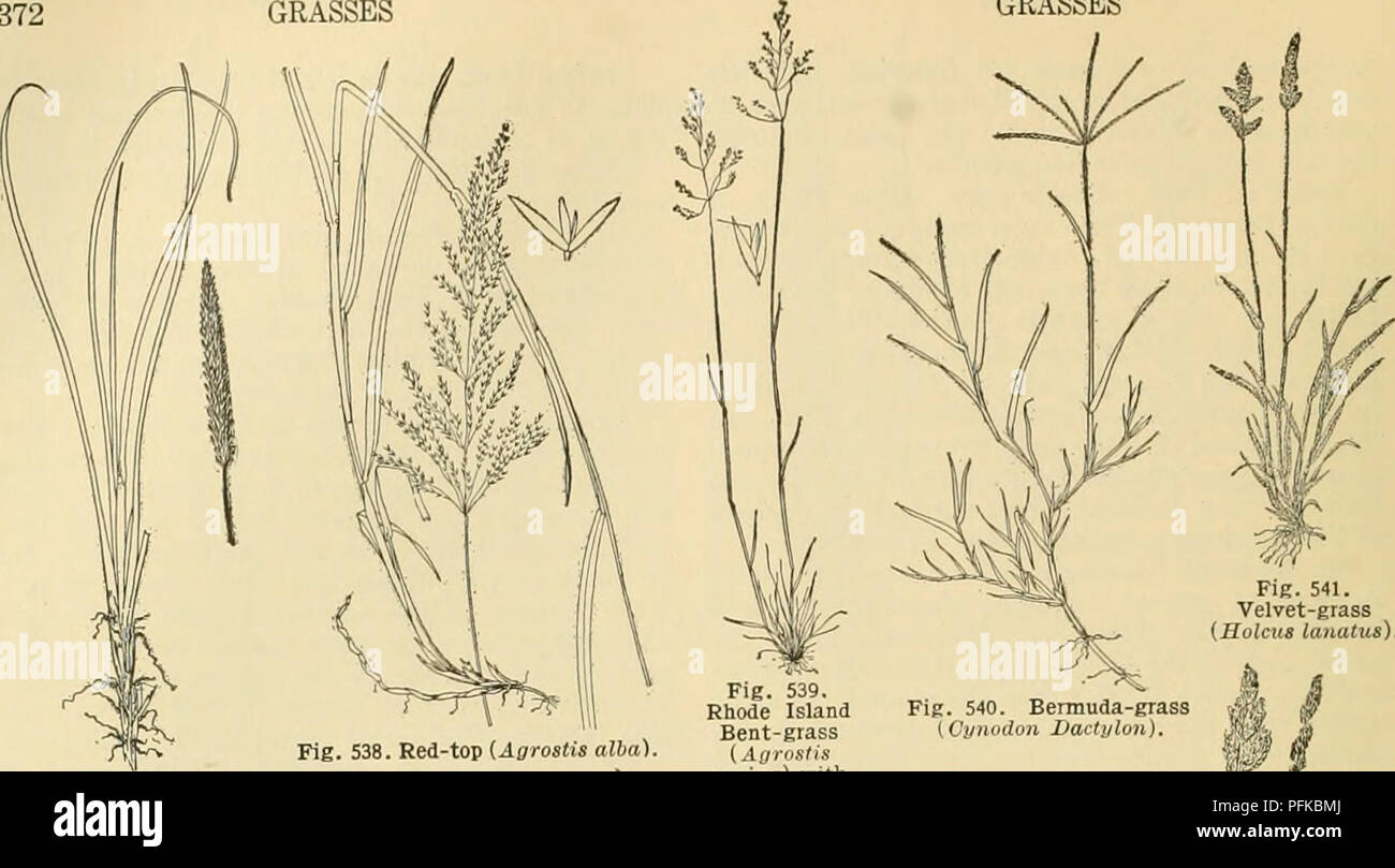 . Cyclopedia of farm crops. Farm produce; Agriculture. 372 GRASSES. Fig. 541. Velvet-grass {Holcus latiatiis). Fig. 538. Red-top {Agrostis alia). Fig. 537. Beach-grass (Ammophila arenaria). Fig. 539. Rhode Island Bent-grass (Agrostis caiiinn) witli spikelet sliow- iug awu. Fig. 540. Bermuda-grass {Cynodon Dactylon), % '^im. Please note that these images are extracted from scanned page images that may have been digitally enhanced for readability - coloration and appearance of these illustrations may not perfectly resemble the original work.. Bailey, L. H. (Liberty Hyde), 1858-1954, ed. New Yor Stock Photo