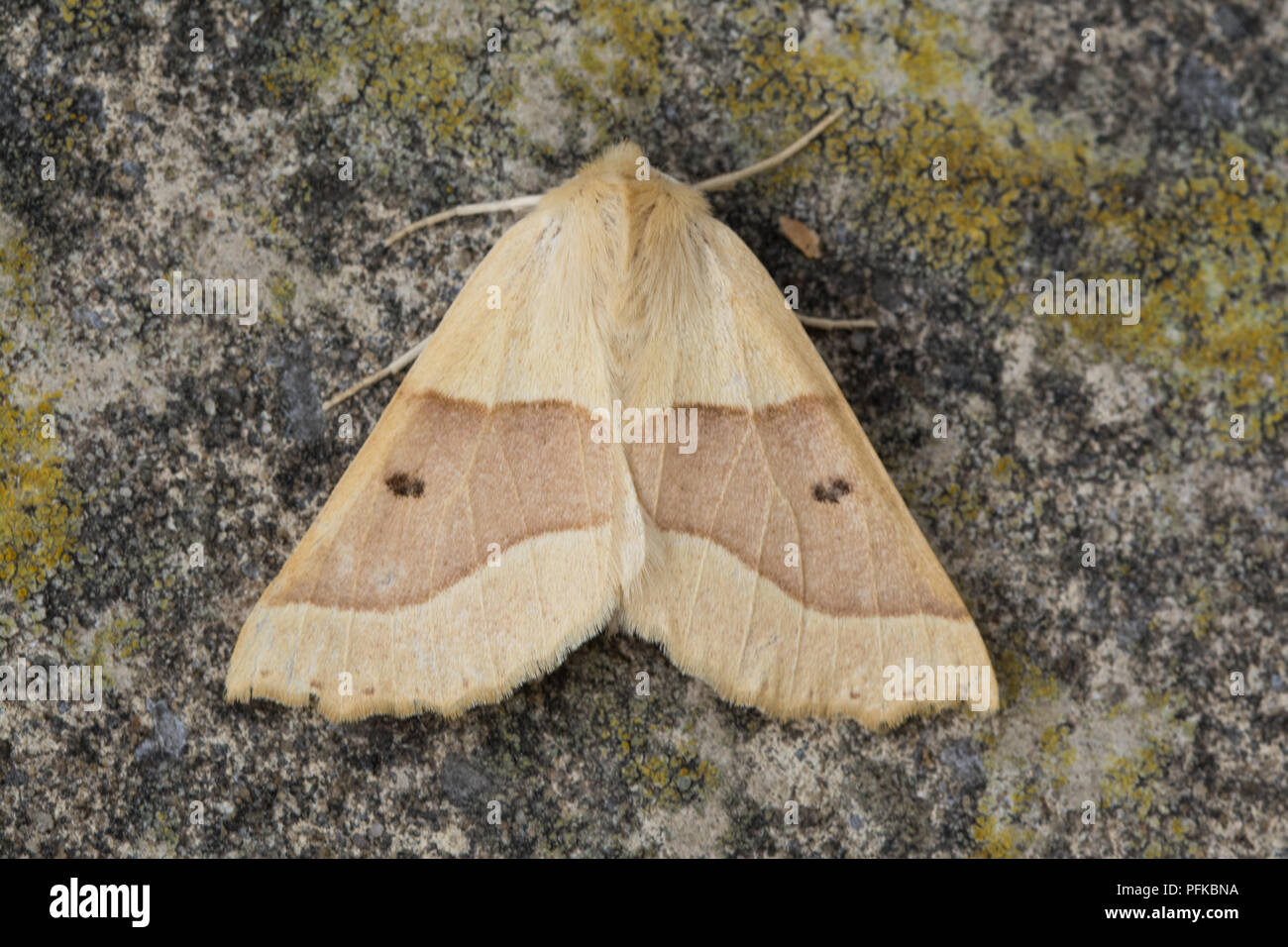 Scalloped oak moth (Crocallis elinguaria), a member of the geometridae family Stock Photo