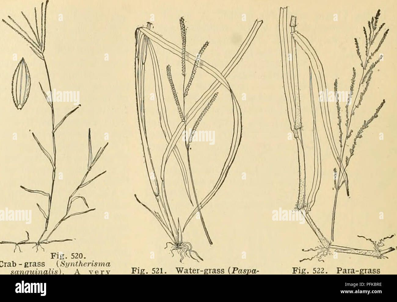 . Cyclopedia of farm crops. Farm produce; Agriculture. Fig. 519. Sorghum iSorghuin vithjare).. Fig. 520. Crab-grass (Suntherisma sanguinalis). A very common weedy grass. , 521. Water-grass (Paspa- Imii iliUttitlttiii). Fig. 522. Para-grass {Panii'uiit molle). with spikelets similar in structure to tho-se of Panicum but arranged in one-sided, more or less digitate spikes. Considered by many as a section (Digitaria) of Panicum. sanguinalis, Dulac. Crab-grass. (Fig. 520.) A well-known annual weed common in cultivated soil, especially in the South. A native of the Old World. The stems reach a heig Stock Photo