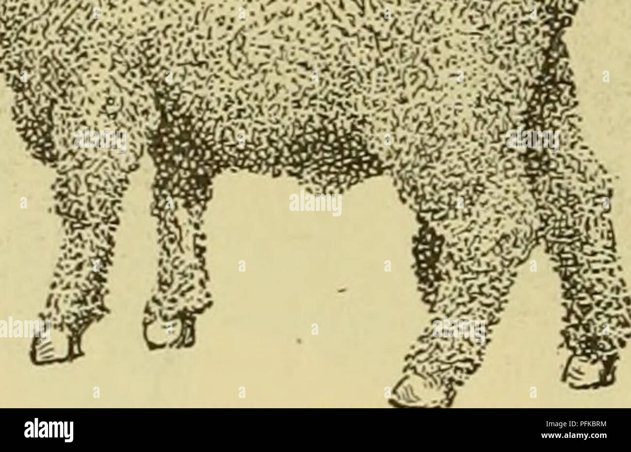 Cyclopedia Of Farm Animals Domestic Animals Animal Products Fig 625 Delaine Merino Ram Many Breeders They Are Larger And Heavier Than American Merinos And Fatten More Readily The Weight Of Matured