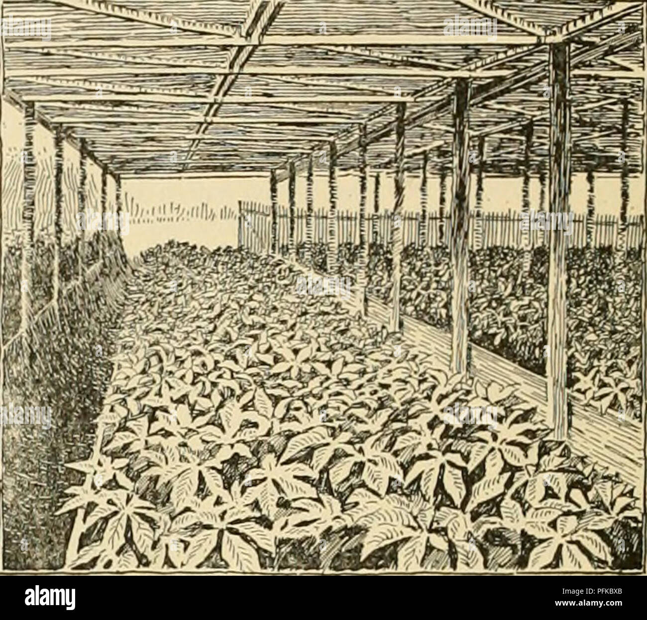 . Cyclopedia of farm crops. Farm produce; Agriculture. Fig. 509. A ginseng arbor with seed-beds. top shade, the laths may be woven with galvanized wire with a common fence-weaving machine, and will be found cheap and practicable. The writer has used this style of shading to a considerable. Fig. 510. Ginseng arbor with mature plants. and with this style of shading this difficulty is overcome almost entirely. Enemies. Wilt.—The older ginseng plants are subject to a wilt-disease, from a fungus belonging to the genus Acrostalagmus. The leaves lose their turgidity and droop down against the stalk,  Stock Photo