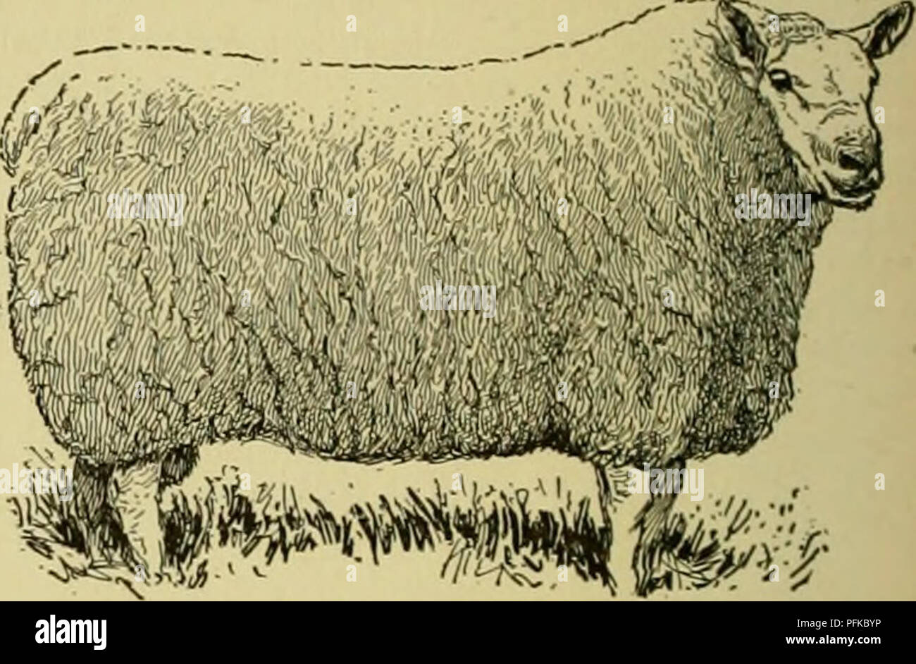 cyclopedia-of-farm-animals-domestic-animals-animal-products-no-sheep-sheep-scale-of-points-for-cheviot-sheep-continued-perfect-score-through-the-heart-back-wide-and-straight-and-well-covered-with-lean-meat-wide-and-full-in-thigh-deep-in-flank-skin-soft-and-pink-in-color-prominent-eyes-healthful-countenance-deficiency-of-brisket-or-fish-back-objectionable-20-3-sizein-fair-condition-when-full-matured-rams-should-weigh-not-less-than-200-pounds-ewes-150-pounds-when-bred-in-america-imported-stock-rams-125-to-150-pounds-ewes-100-to-125-10-4-general-appearancegood-car-PFKBYP cyclopedia-of-farm-animals-domestic-animals-animal-products-no-sheep-sheep-scale-of-points-for-cheviot-sheep-continued-perfect-score-through-the-heart-back-wide-and-straight-and-well-covered-with-lean-meat-wide-and-full-in-thigh-deep-in-flank-skin-soft-and-pink-in-color-prominent-eyes-healthful-countenance-deficiency-of-brisket-or-fish-back-objectionable-20-3-sizein-fair-condition-when-full-matured-rams-should-weigh-not-less-than-200-pounds-ewes-150-pounds-when-bred-in-america-imported-stock-rams-125-to-150-pounds-ewes-100-to-125-10-4-general-appearancegood-car-PFKBYP Animals That Weigh around 150 Pounds Animals That Weigh around 150 Pounds cyclopedia of farm animals domestic animals animal products no sheep sheep scale of points for cheviot sheep continued perfect score through the heart back wide and straight and well covered with lean meat wide and full in thigh deep in flank skin soft and pink in color prominent eyes healthful countenance deficiency of brisket or fish back objectionable 20 3 sizein fair condition when full matured rams should weigh not less than 200 pounds ewes 150 pounds when bred in america imported stock rams 125 to 150 pounds ewes 100 to 125 10 4 general appearancegood car PFKBYP
