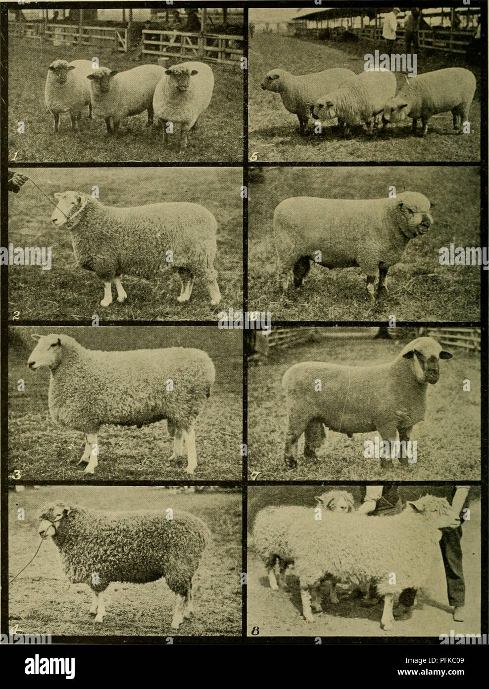 Cyclopedia of farm animals. Domestic animals; Animal products. wn^lP'ip *»*  Mj. Oxford Down ewes Romney Marsh ram Plate XXII. Breeds of long-wool sheep  3. Border Leicester ram 5. Shropshire ewes 4.