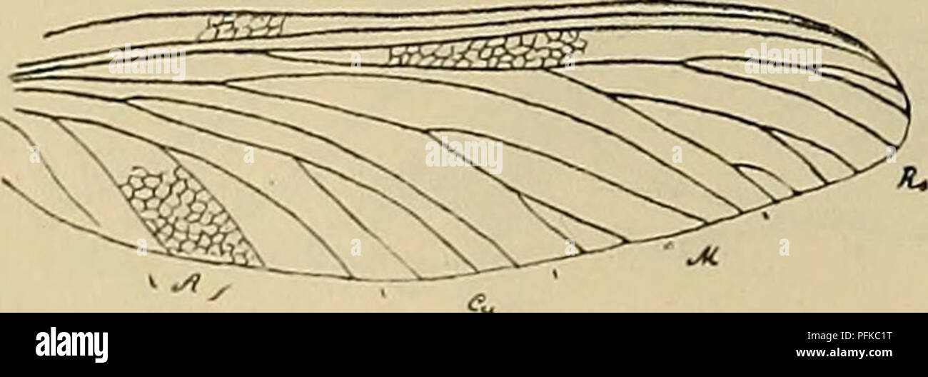 Genus Insect Characteristic This academic article from the Austrian Academy of Sciences details the ...