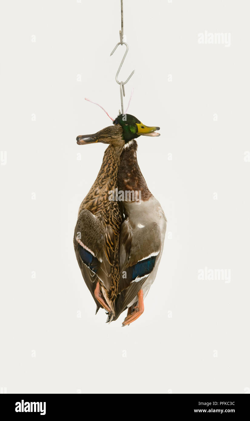 Pair of dead mallard ducks hanging from hook, close-up Stock Photo