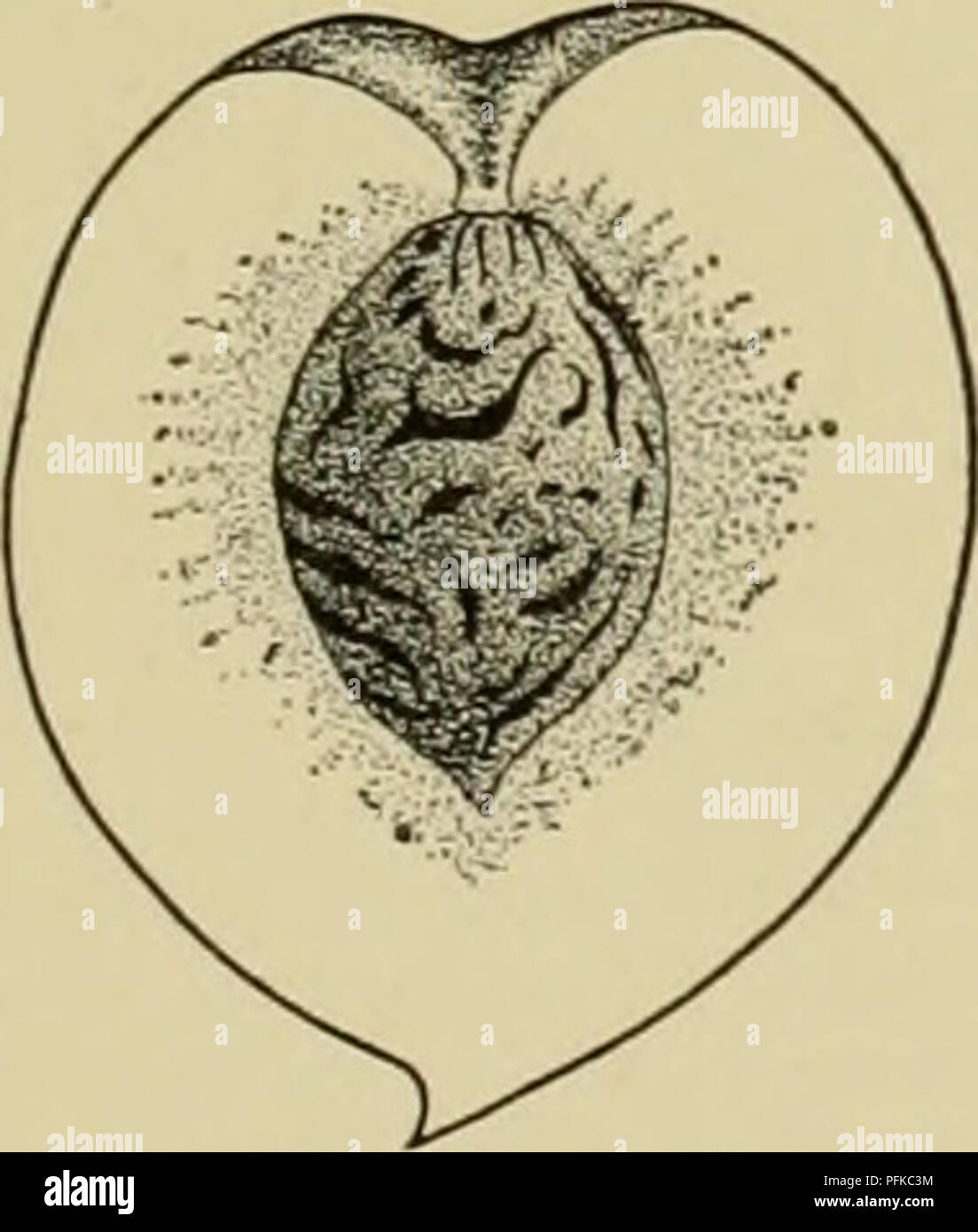 . Cyclopedia of hardy fruits. Fruit; Fruit-culture. RED CHEEK MELOCOTON ...