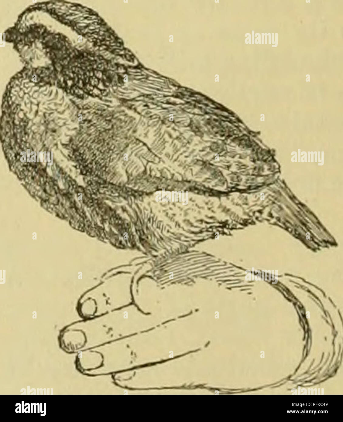 . Cyclopedia of farm animals. Domestic animals; Animal products. Fig ...