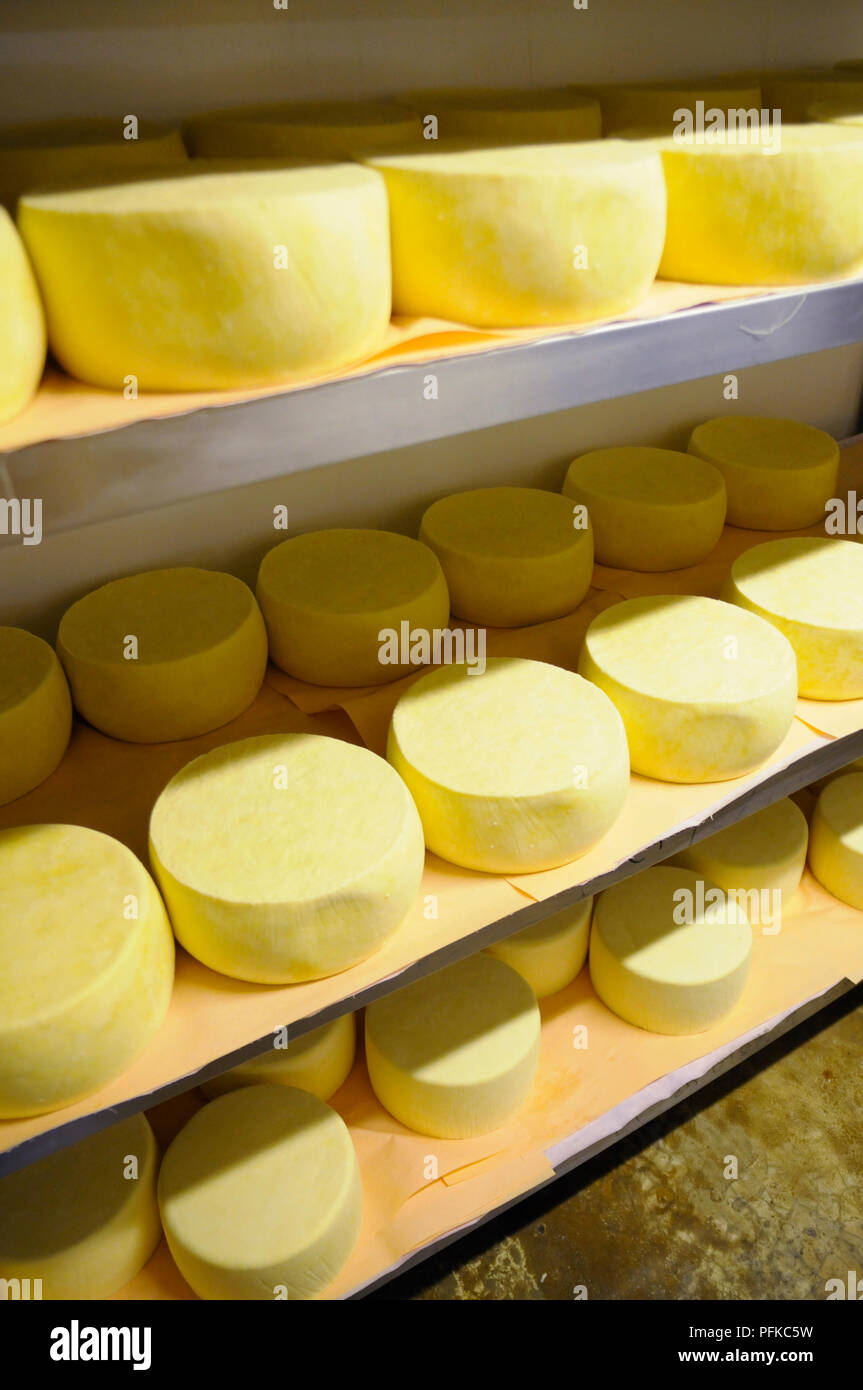 Rounds of fresh Caerphilly cheese on storage shelves in Pembrokeshire