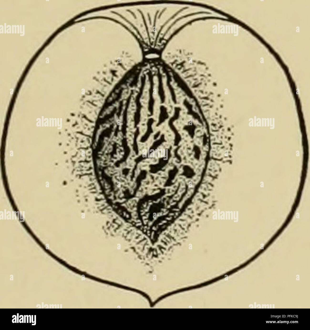 Cyclopedia Of Hardy Fruits Fruit Fruit Culture Canada Carman 165 Drawn Up About The Cavity Apex With Mucronate Tip Skin Thick Tough Covered With Thick Coarse Pubescence Creamy Yellow With Slight Blush Of Cyclopedia Of Hardy Fruits Fruit Fruit Culture Canada Carman 165 Drawn Up About The Cavity Apex With Mucronate Tip Skin Thick Tough Covered With Thick Coarse Pubescence Creamy Yellow With Slight Blush Of