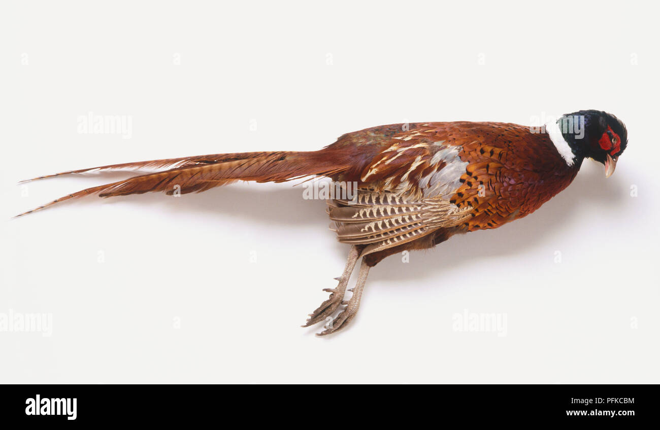 Dead pheasant, side view Stock Photo - Alamy