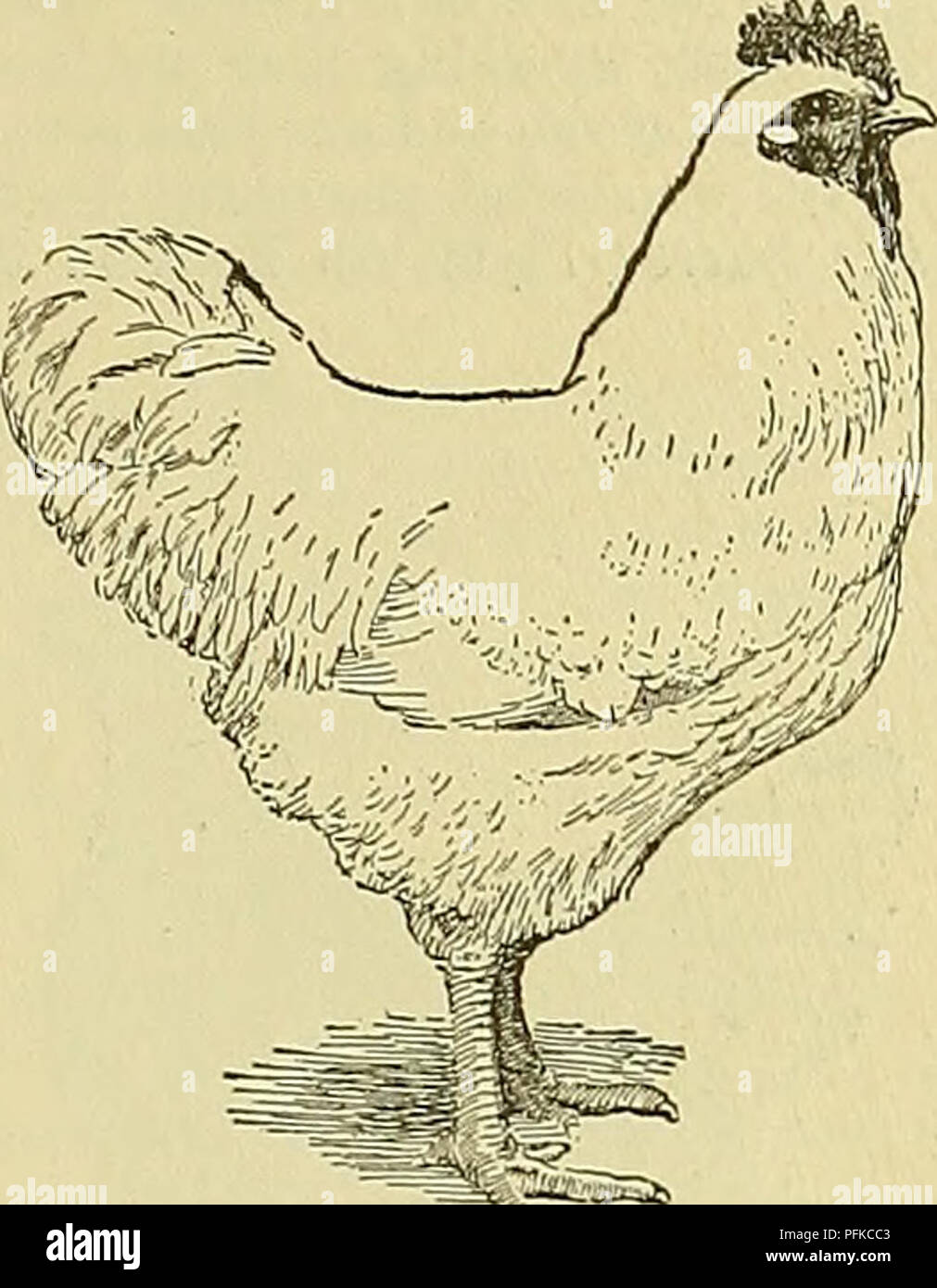 Cyclopedia Of Farm Animals Domestic Animals Animal - 