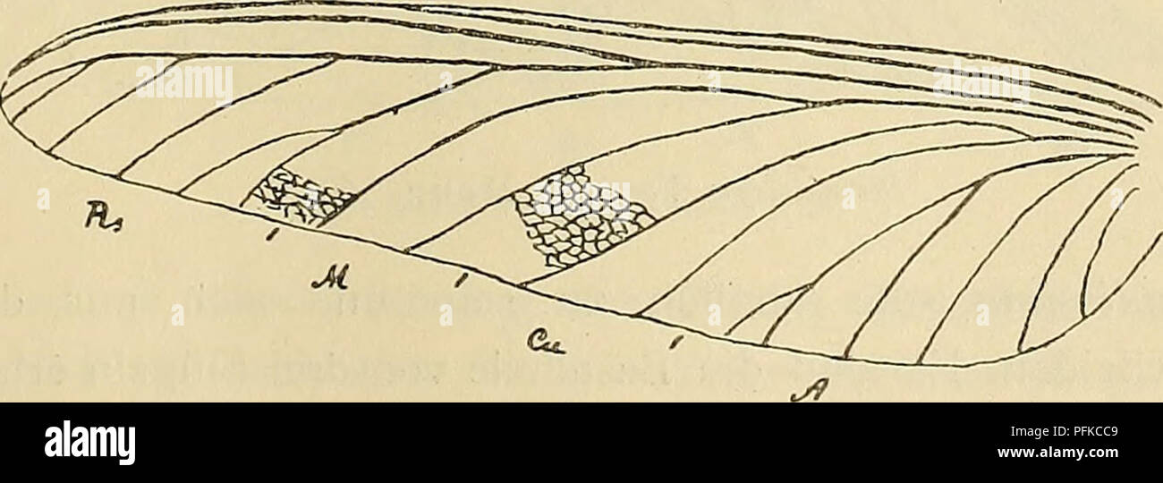 This publication from the Austrian Academy of Sciences examines ...