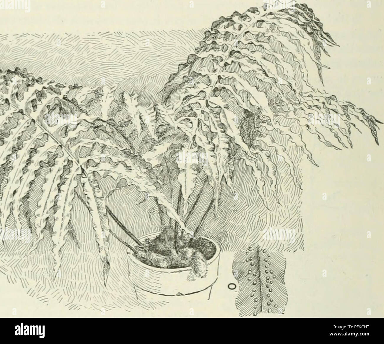 . Cyclopedia of farm crops : a popular survey of crops and crop-making methods in the United States and Canada. Agriculture -- Canada; Agriculture -- United States; Farm produce -- Canada; Farm produce -- United States. Fig. 2. A fern, one of the vascular (( vessel-bearing) flowerless plants. The fruit-bodies, bearing spores, are shown on the back of a leaf at O. The custom has arisen of designating the kinds or species of plants by Latin-form names in two parts,— the first part or word standing for the genus or race-group, and the second part standing for the particular species or kind. Thus, Stock Photo