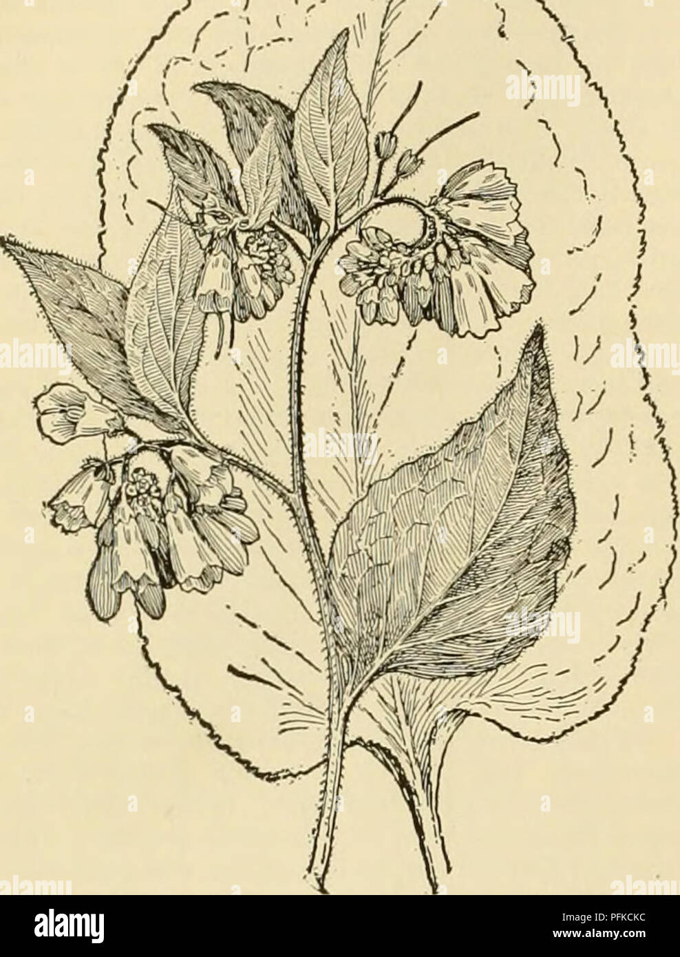 . Cyclopedia of farm crops. Farm produce; Agriculture. 310 FORAGE CROPS FORAGE CROPS time it was thought that the rapid spread of the pest would render farming impossible west of the Mississippi, but at present it is considered harmless and perhaps of some value as a forage plant when fed early. â i. Fig. 421. Prickly comfrey (Symphytum asperrimum). Sacaline {Polygonum Saehalinenne). Polygonacece. A tall bushy perennial (6-12 ft.) forage plant that gives little promise. It does not grow well from seeds, but may be propagated by root-cuttings. The stems are woody when two to three feet high ;  Stock Photo